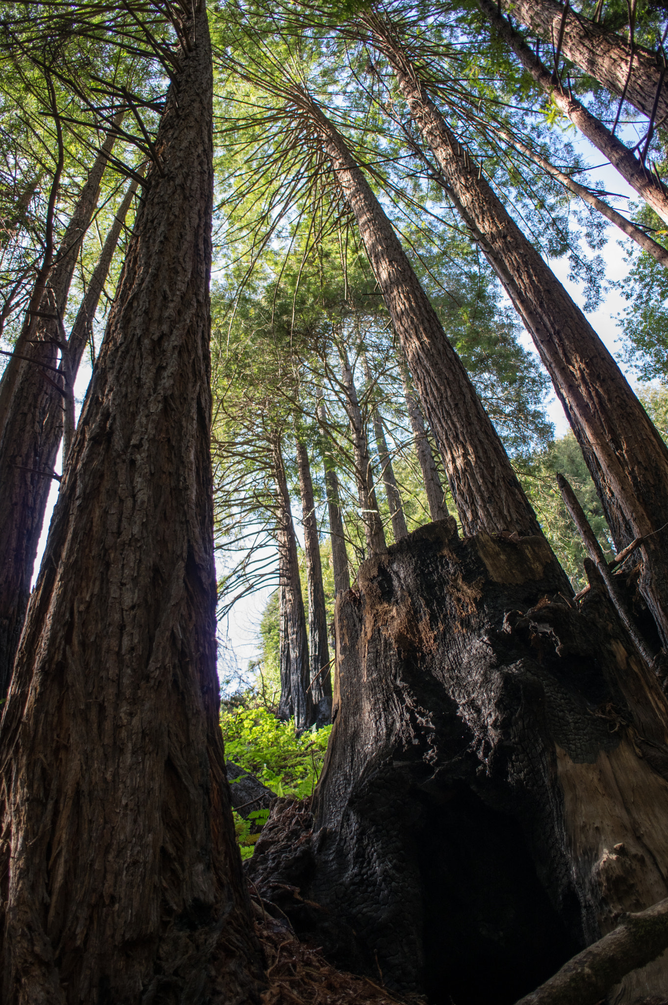 HD Pentax DA 21mm F3.2 AL Limited sample photo. Tall redwoods photography