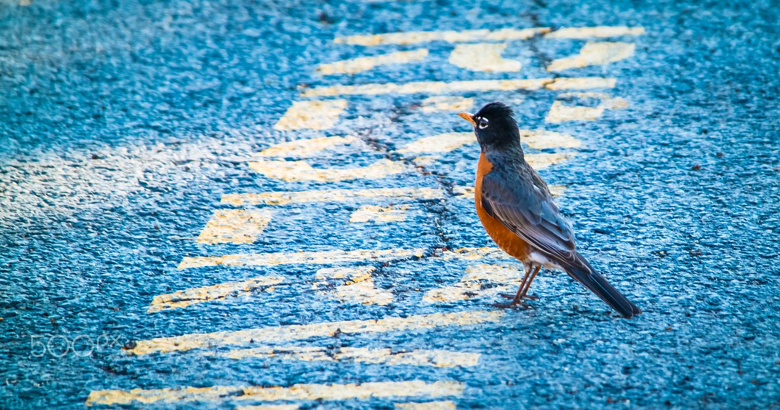 Samsung NX30 + Samsung NX 50-200mm F4-5.6 ED OIS sample photo. Reserved, it's my spot!!! photography