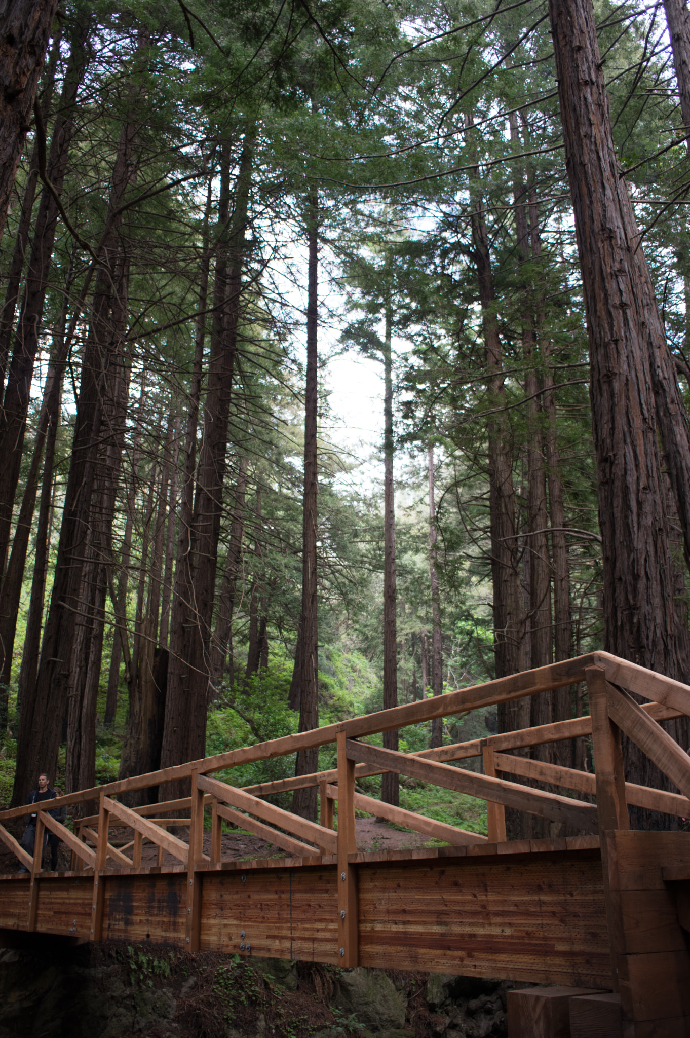 Pentax K-3 II + HD Pentax DA 21mm F3.2 AL Limited sample photo. Redwood bridge photography