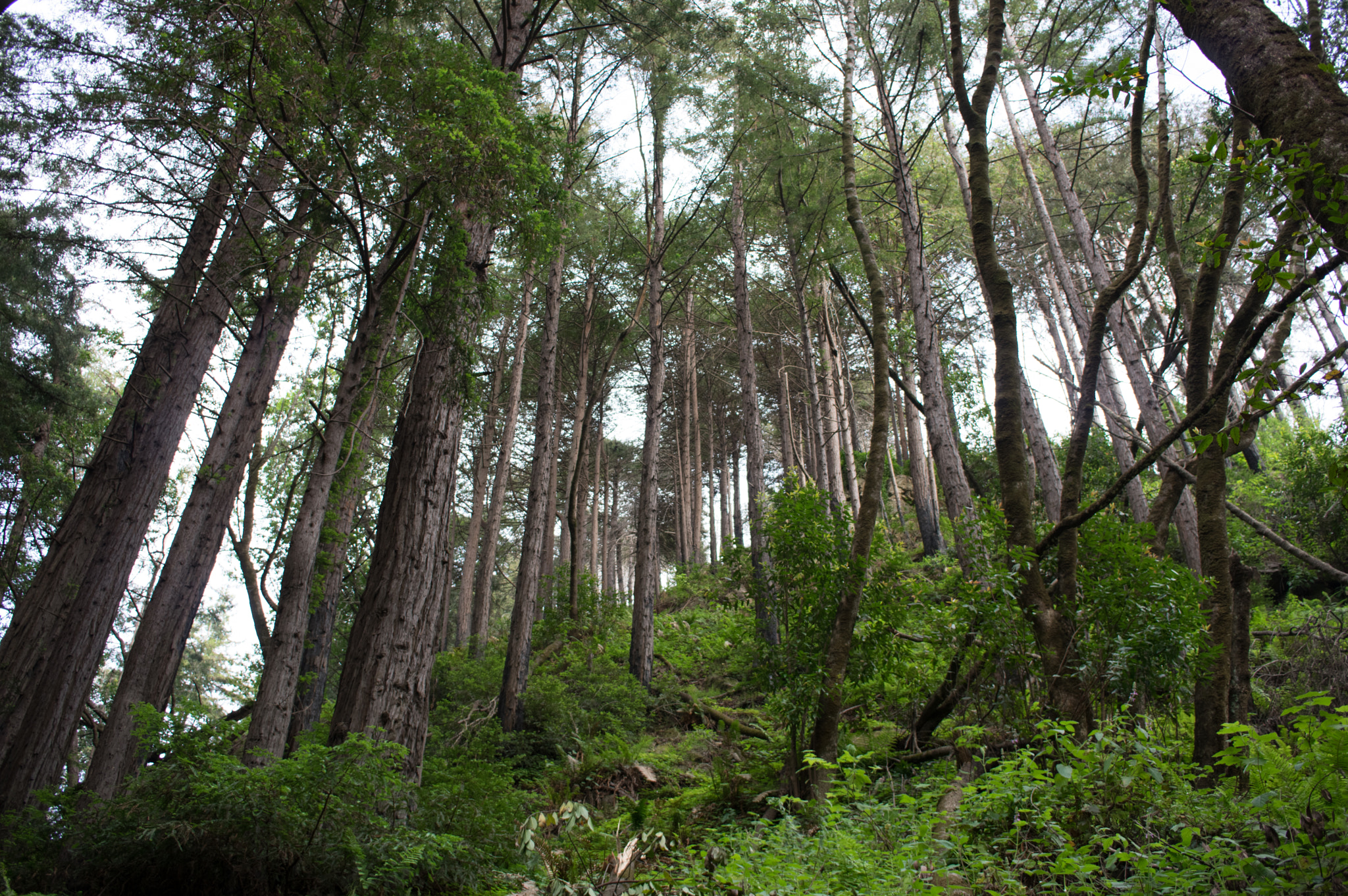 Pentax K-3 II + HD Pentax DA 21mm F3.2 AL Limited sample photo. Forest photography