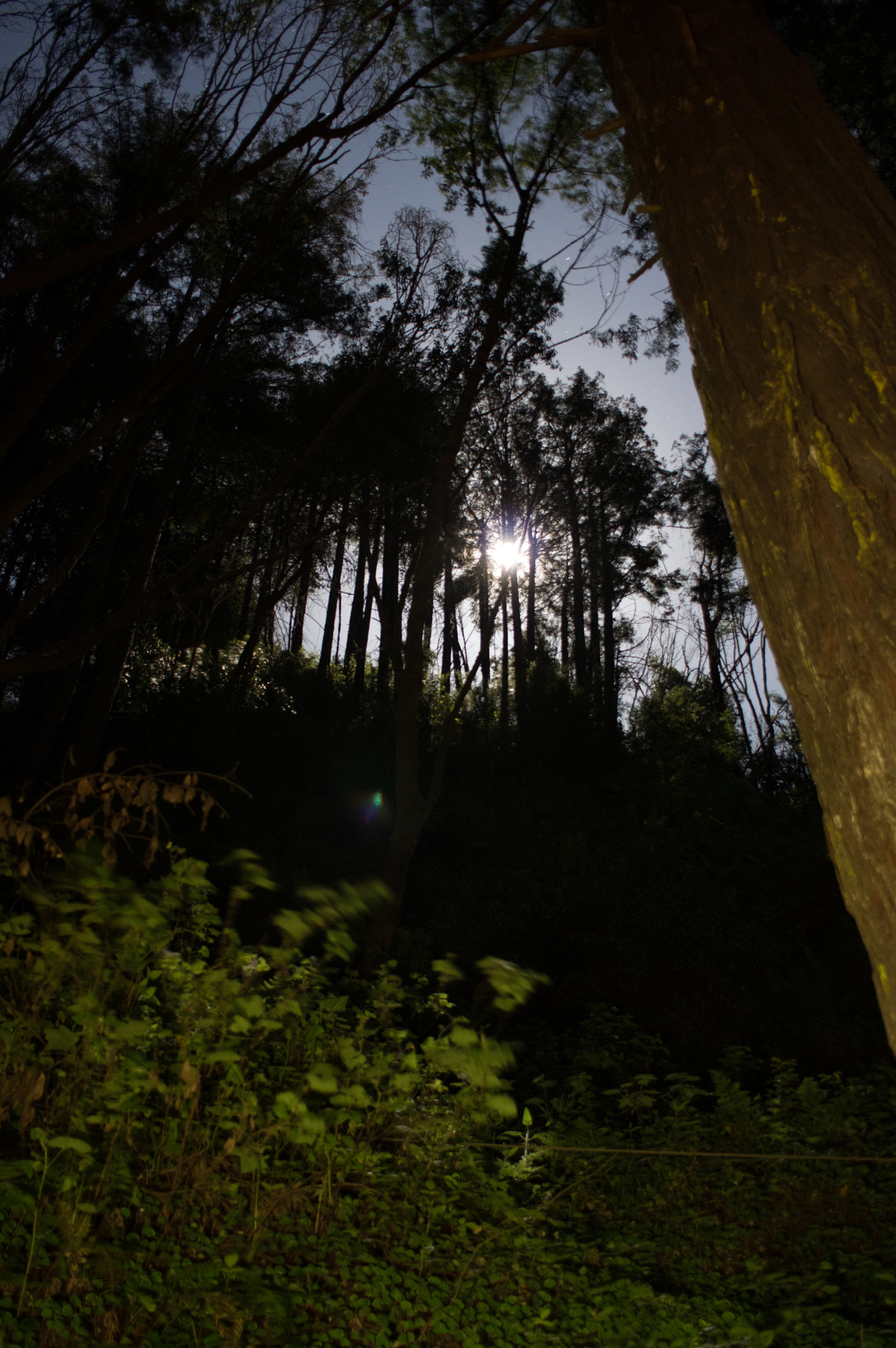 Pentax K-3 II + HD Pentax DA 21mm F3.2 AL Limited sample photo. Moon shining through the trees photography