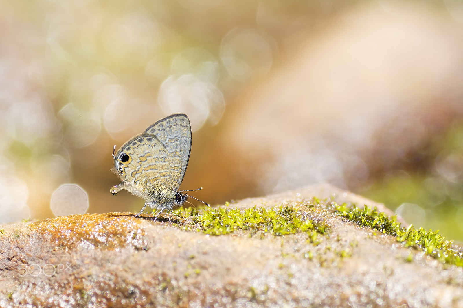 Sony SLT-A65 (SLT-A65V) + Tamron SP AF 90mm F2.8 Di Macro sample photo. Butterfly photography