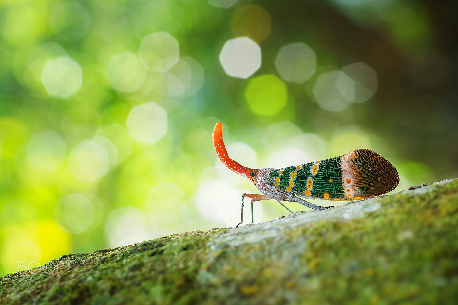 Sony SLT-A65 (SLT-A65V) + MACRO 50mm F2.8 sample photo. Lanternfly photography