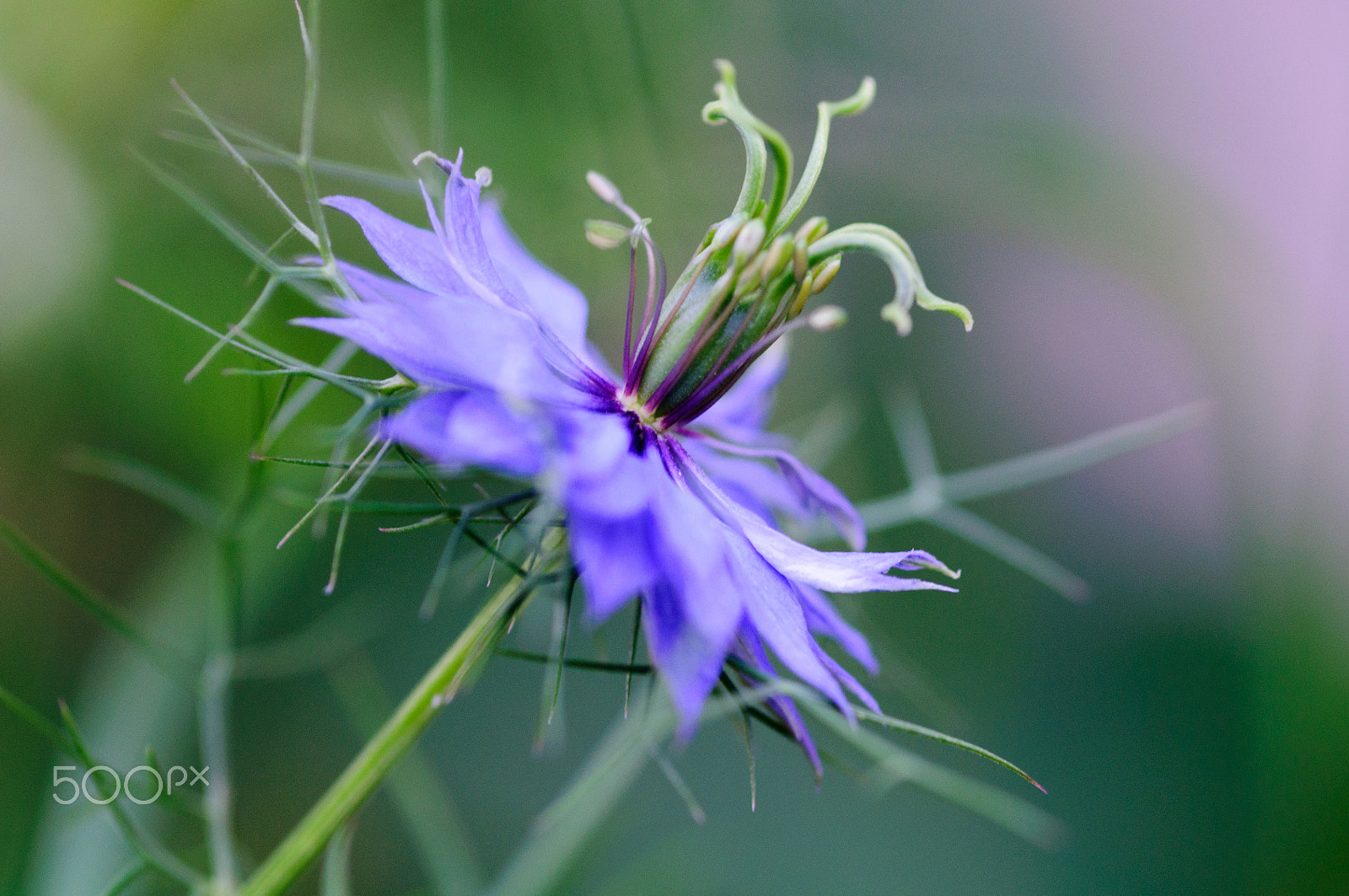 Sigma 105mm F2.8 EX DG Macro sample photo. Love in the mist photography