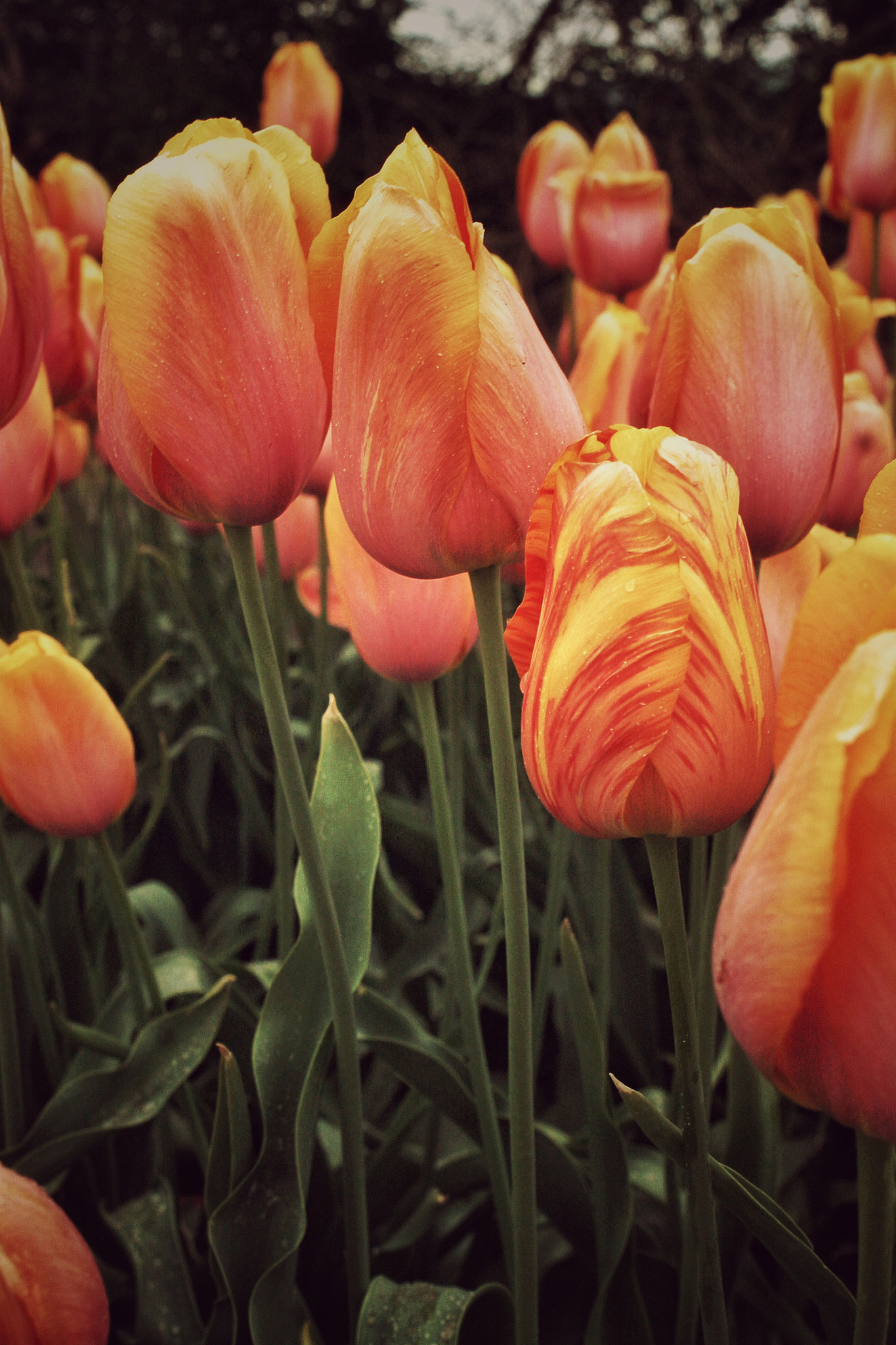 Canon EOS 1100D (EOS Rebel T3 / EOS Kiss X50) + Canon EF-S 18-55mm F3.5-5.6 IS II sample photo. Abbotsford, british columbia tulip festival photography