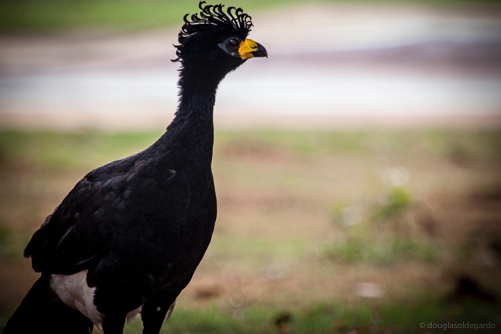 Canon EF 100-400mm F4.5-5.6L IS USM sample photo. Mutum-poranga, brazil photography