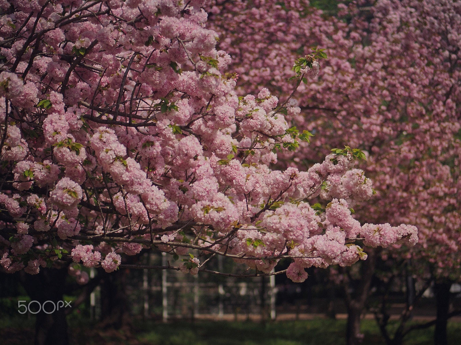 Olympus PEN E-PM2 sample photo. Sakura forest photography