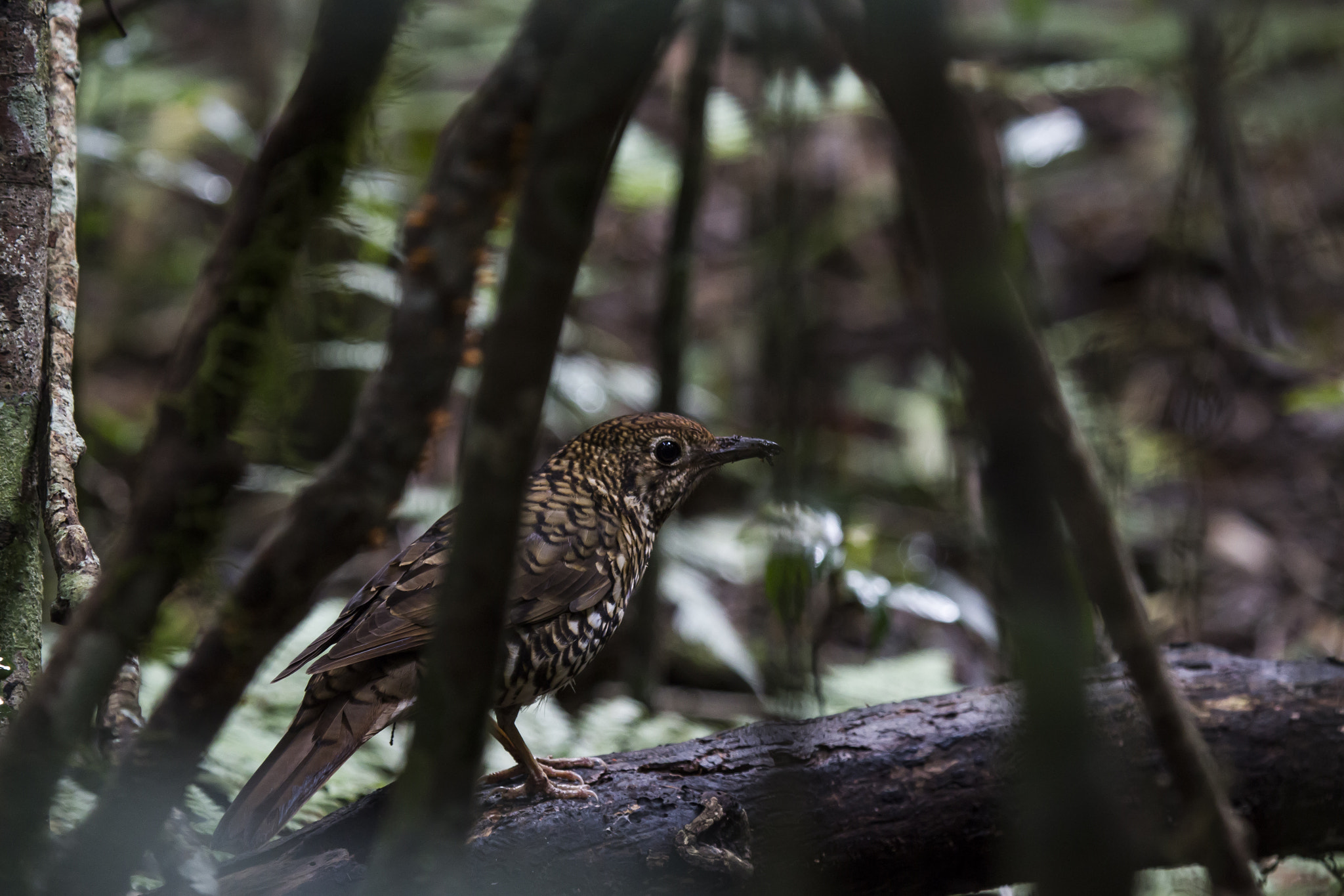 Canon EF 100-400mm F4.5-5.6L IS USM sample photo. Brush cuckoo photography