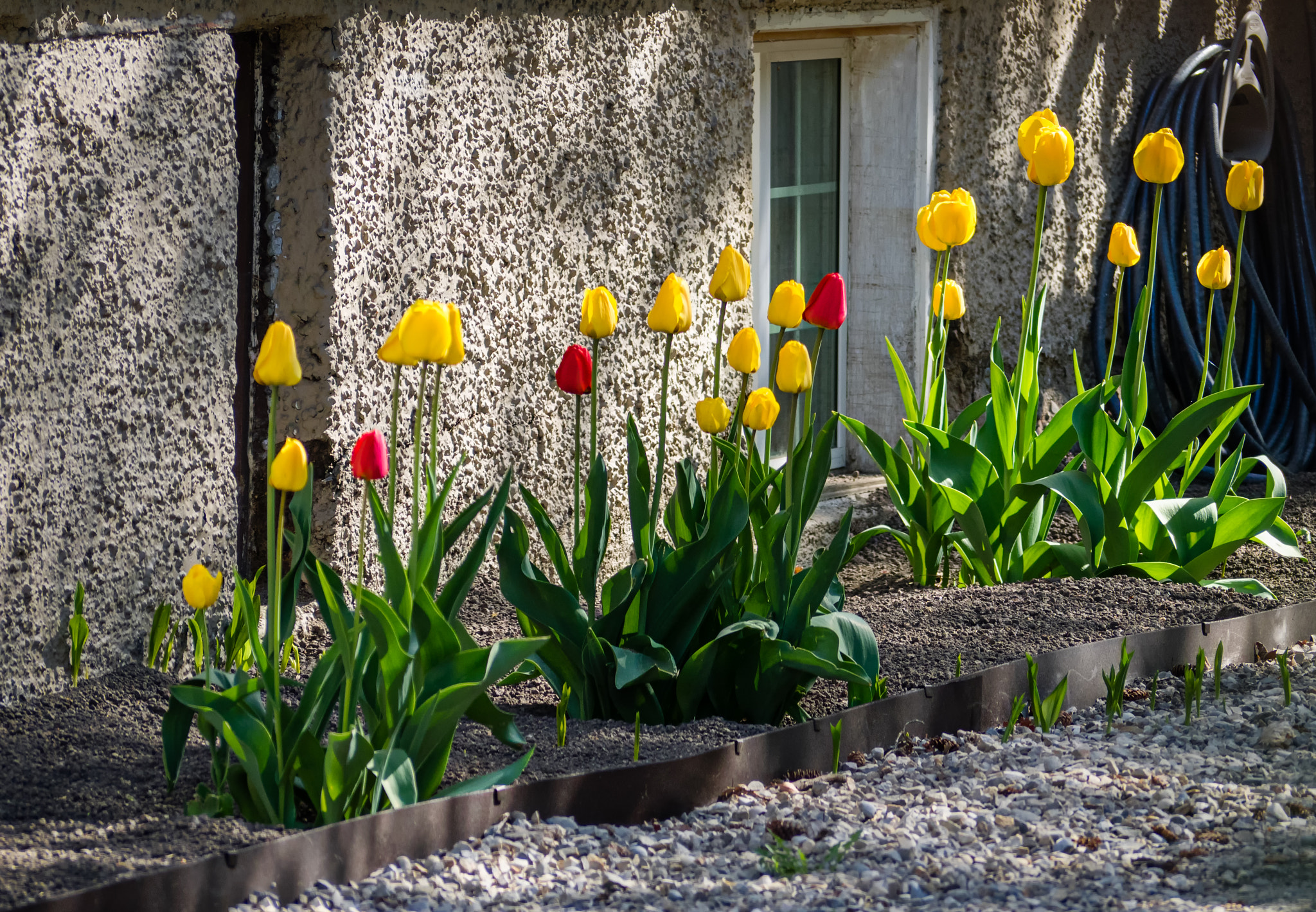 Panasonic Lumix G Vario 45-200mm F4-5.6 OIS sample photo. Yellow and red photography