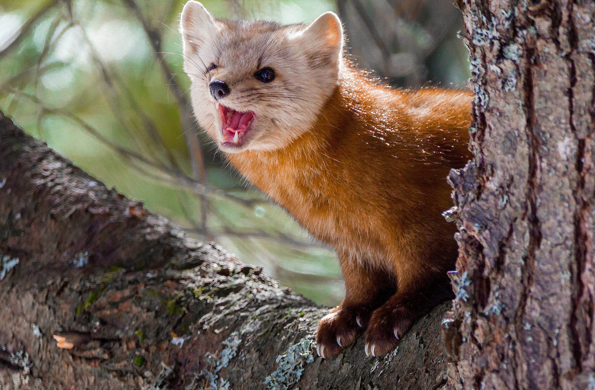 Sigma 150-600mm F5-6.3 DG OS HSM | C sample photo. Pine martin ...... photography