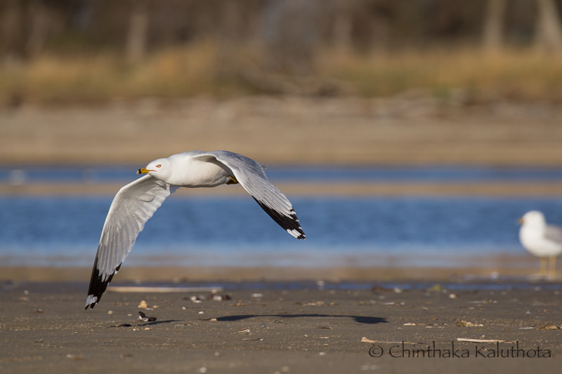 Canon EF 100-400mm F4.5-5.6L IS II USM sample photo. Bye bye...honey..... photography