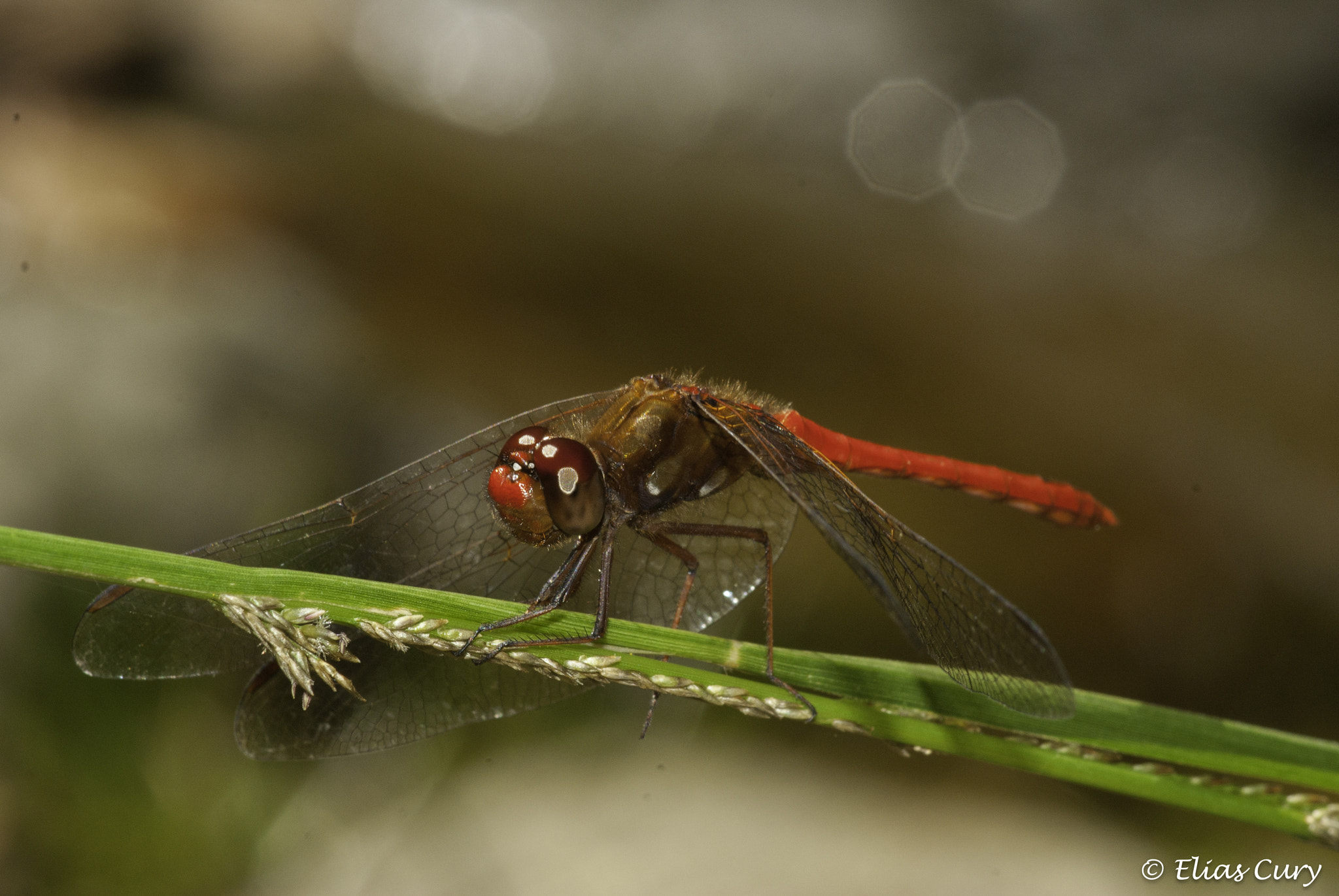 Sony Alpha DSLR-A330 sample photo. Lady in red photography