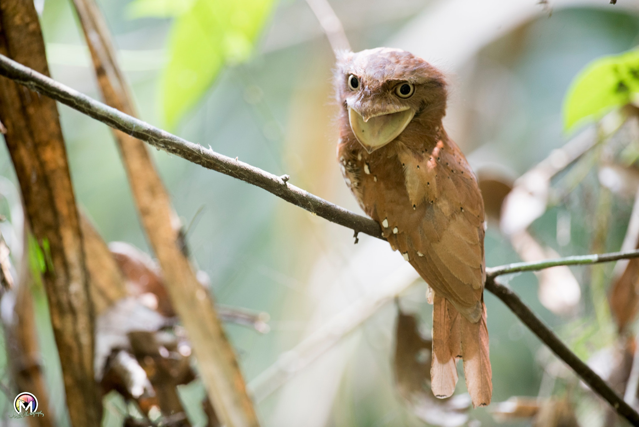 Nikon D750 + Nikon AF-S Nikkor 600mm F4G ED VR sample photo. Srilankan frog mouth (she) photography