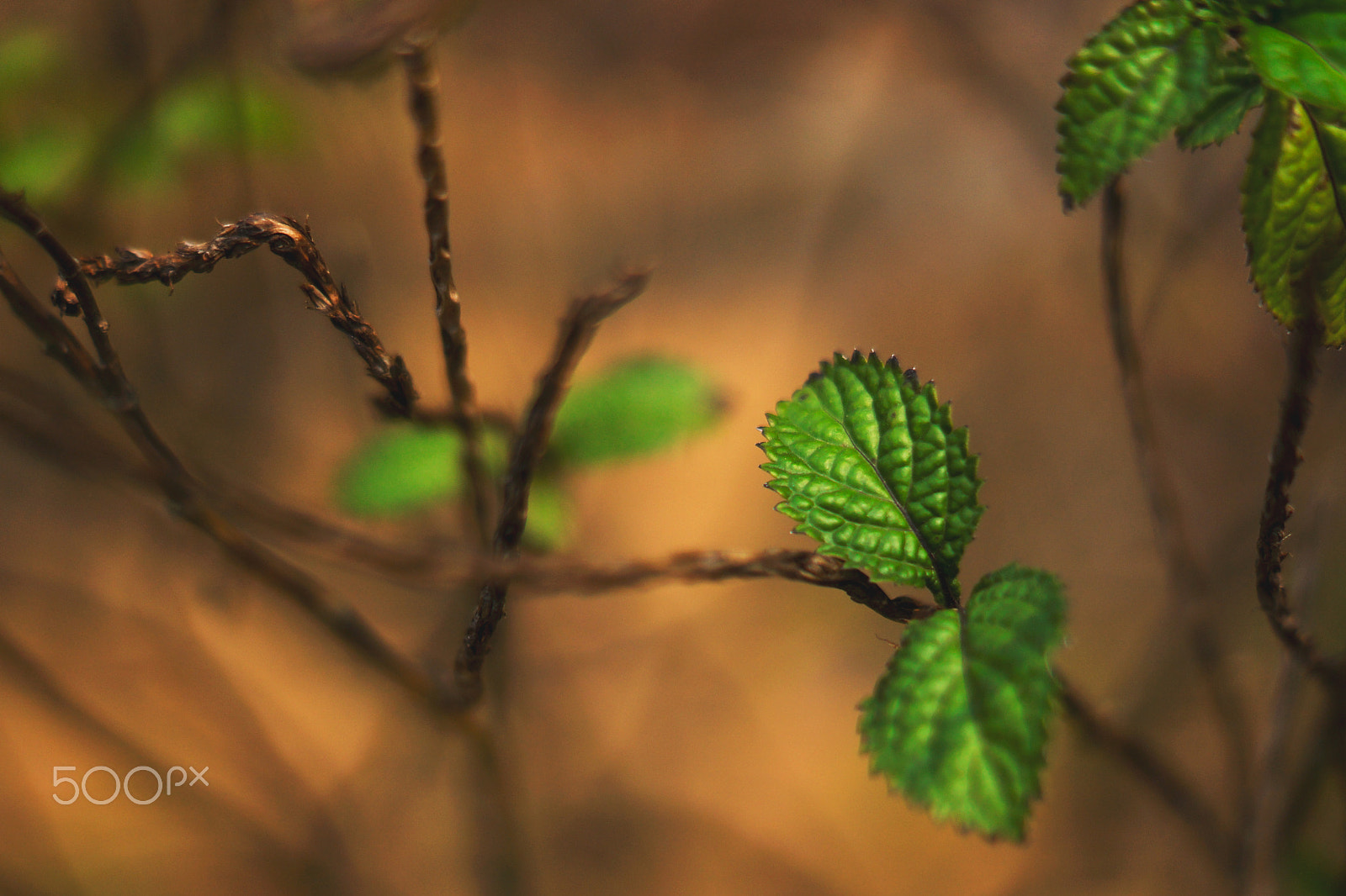Sony SLT-A77 + Sony DT 50mm F1.8 SAM sample photo. The leaf photography