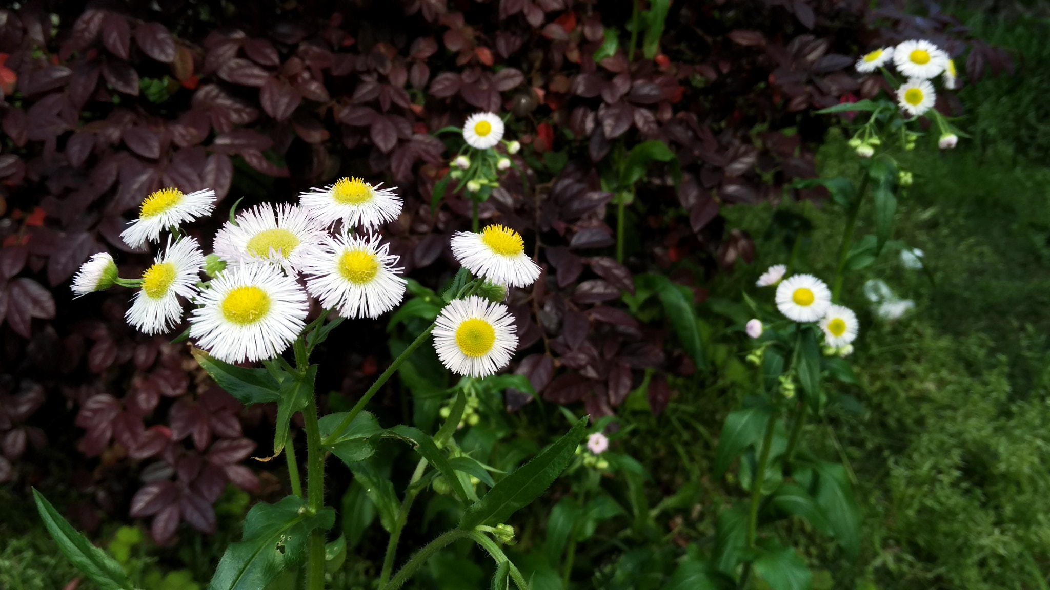 Xiaomi MI NOTE Pro sample photo. Daisies photography