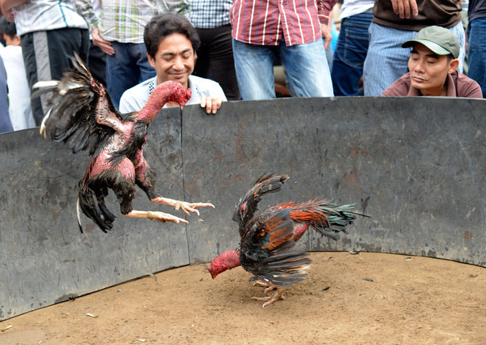 Sigma 120-400mm F4.5-5.6 DG OS HSM sample photo. Fighting cock photography