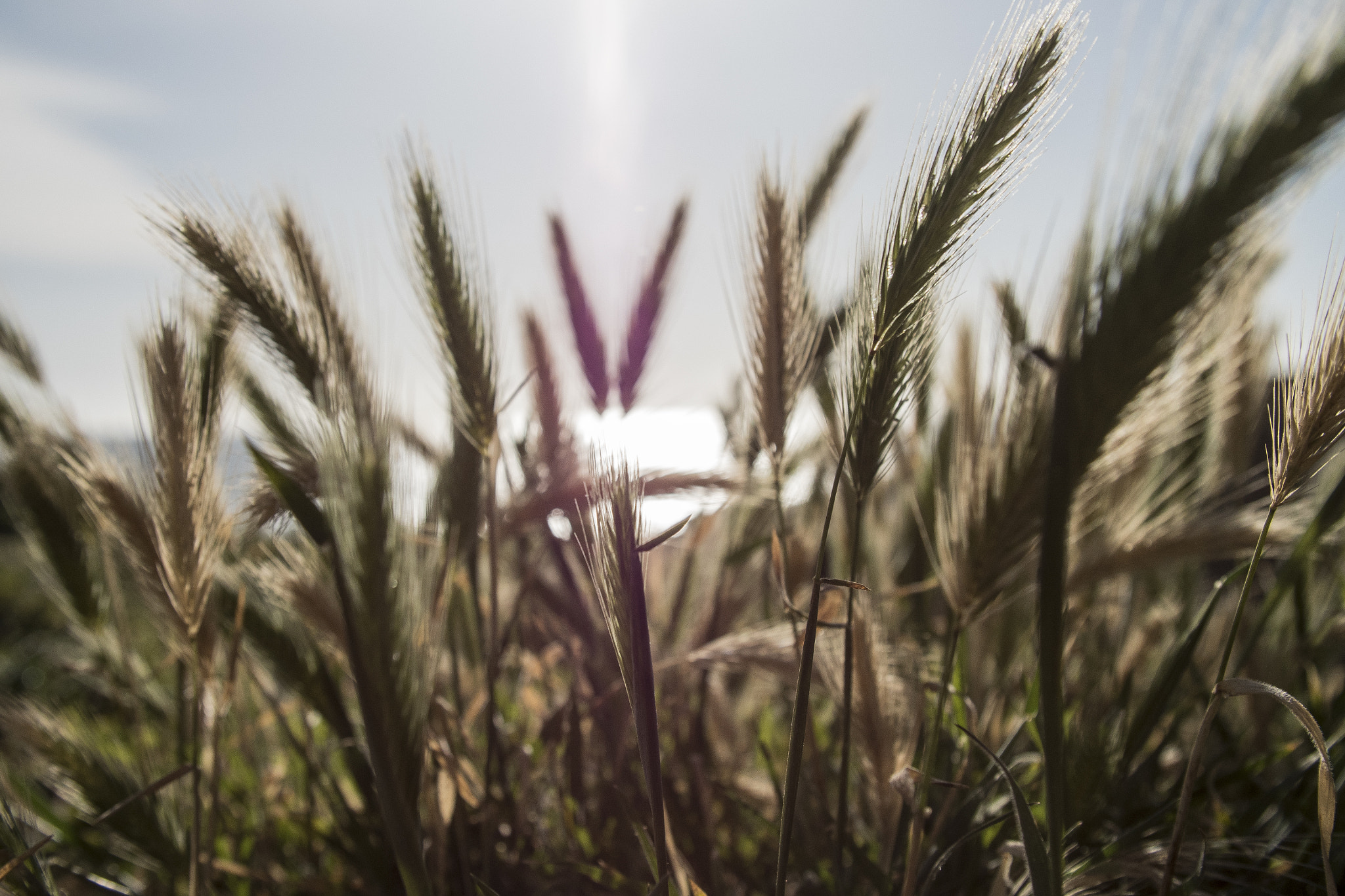 Panasonic Lumix DMC-GH4 + Canon EF 24-105mm F4L IS USM sample photo. Seaside grass photography