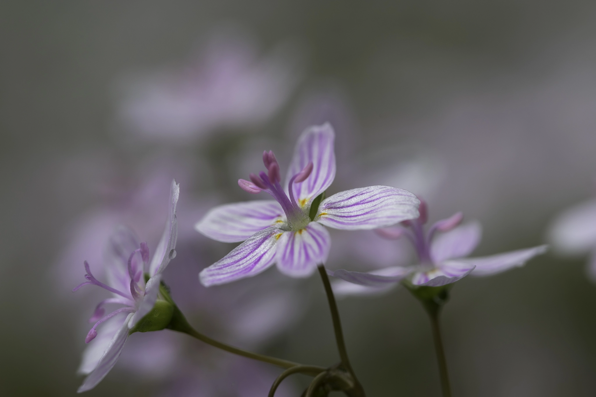 Sony a7 + Canon EF 100mm F2.8L Macro IS USM sample photo. Wildflowers. photography