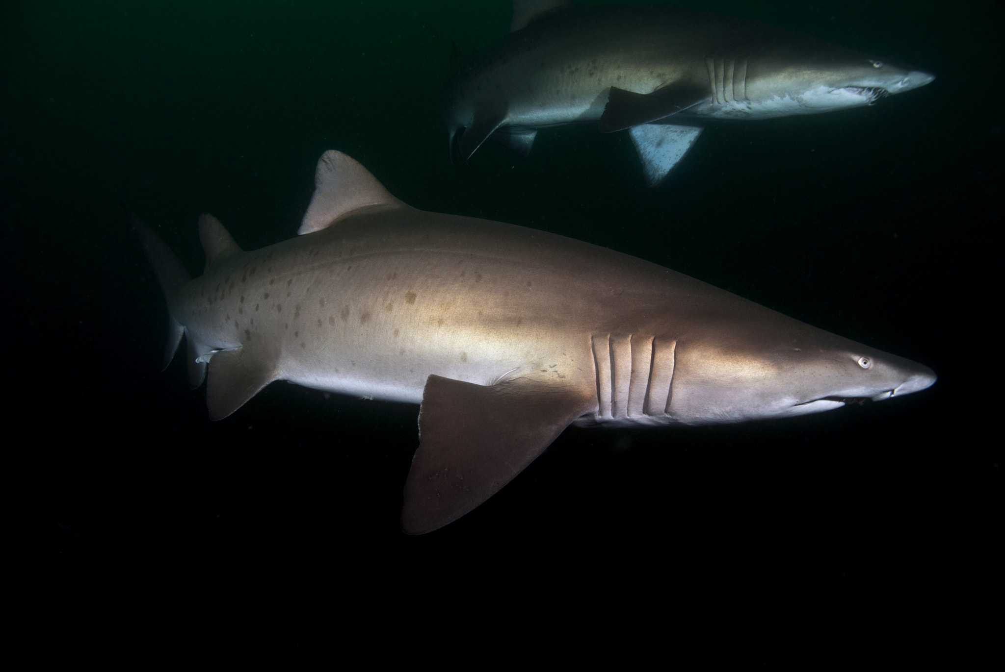 Nikon D80 + Sigma 17-70mm F2.8-4.5 DC Macro Asp. IF sample photo. Grey nurse shark, south west rocks, australia photography