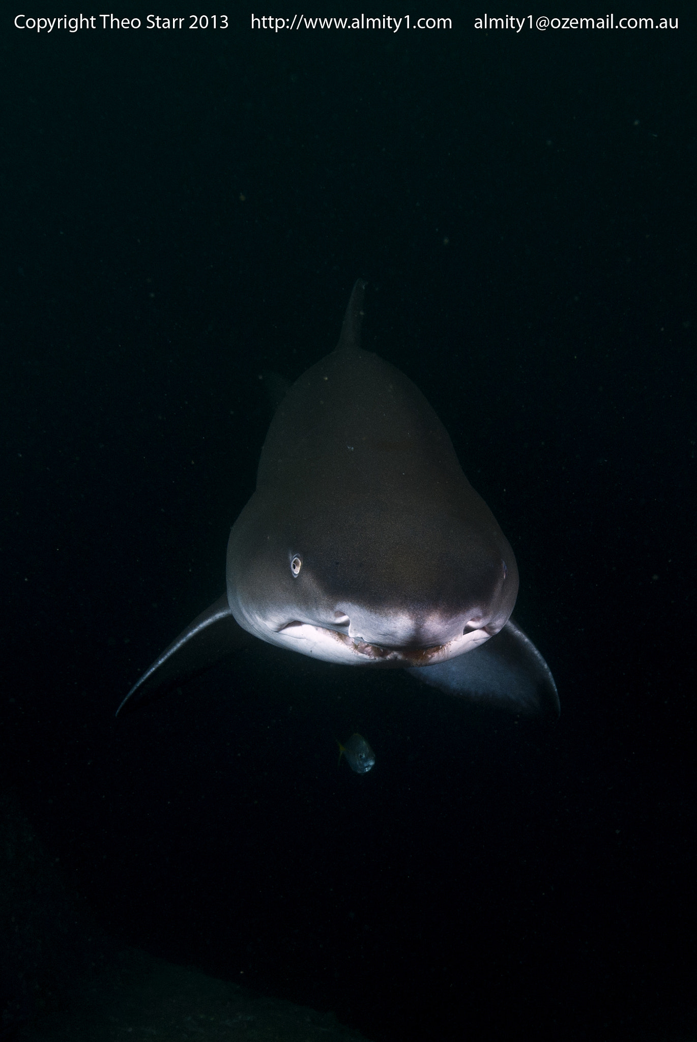 Sigma 17-70mm F2.8-4.5 DC Macro Asp. IF sample photo. Grey nurse shark, south west rocks, australia photography
