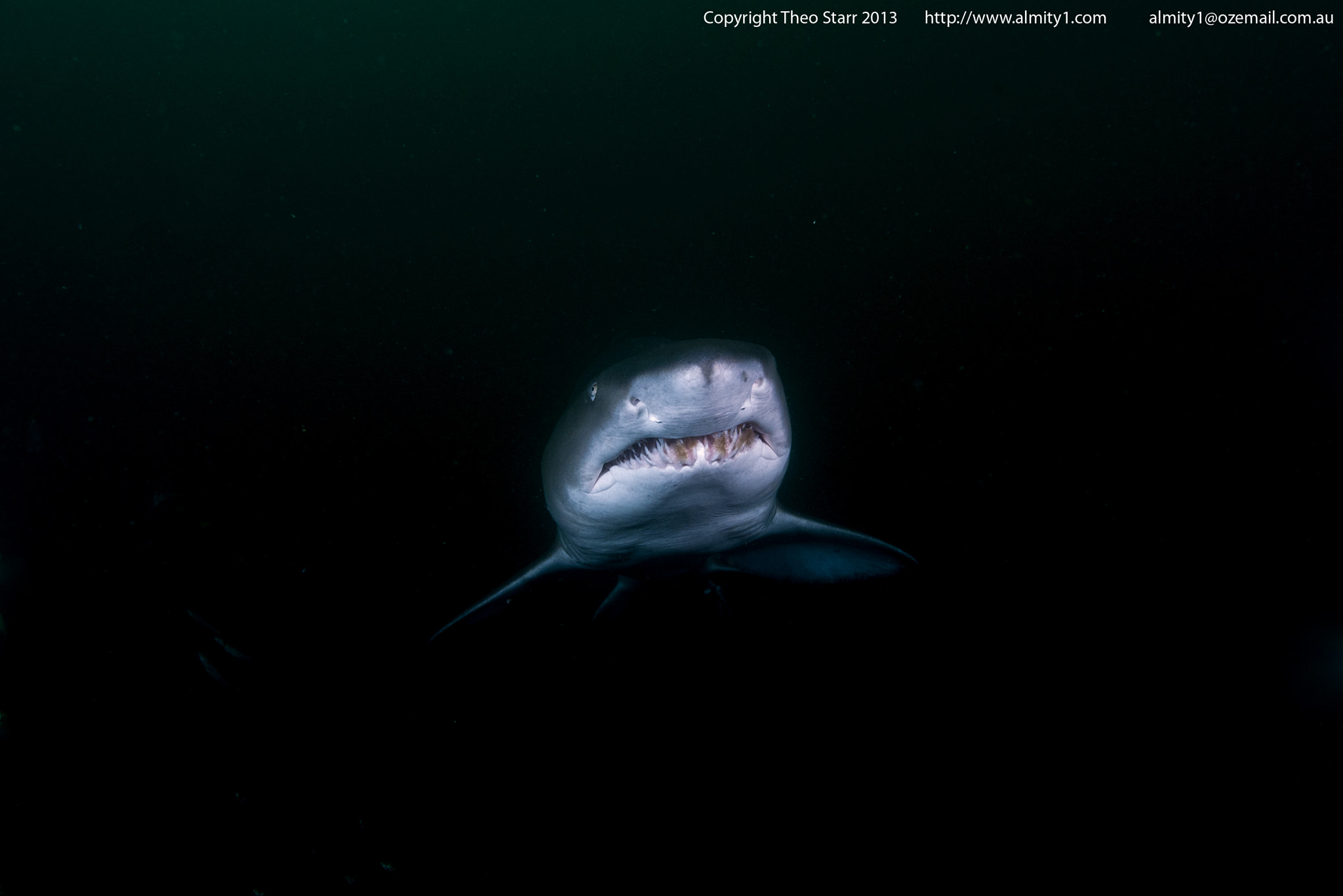 Sigma 17-70mm F2.8-4.5 DC Macro Asp. IF sample photo. Grey nurse shark, south west rocks, australia photography