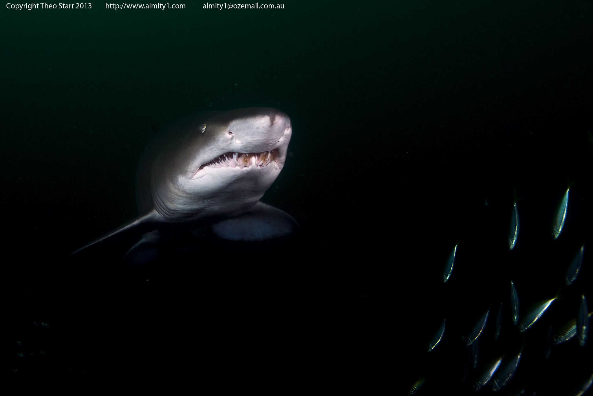Sigma 17-70mm F2.8-4.5 DC Macro Asp. IF sample photo. Grey nurse shark, south west rocks, australia photography