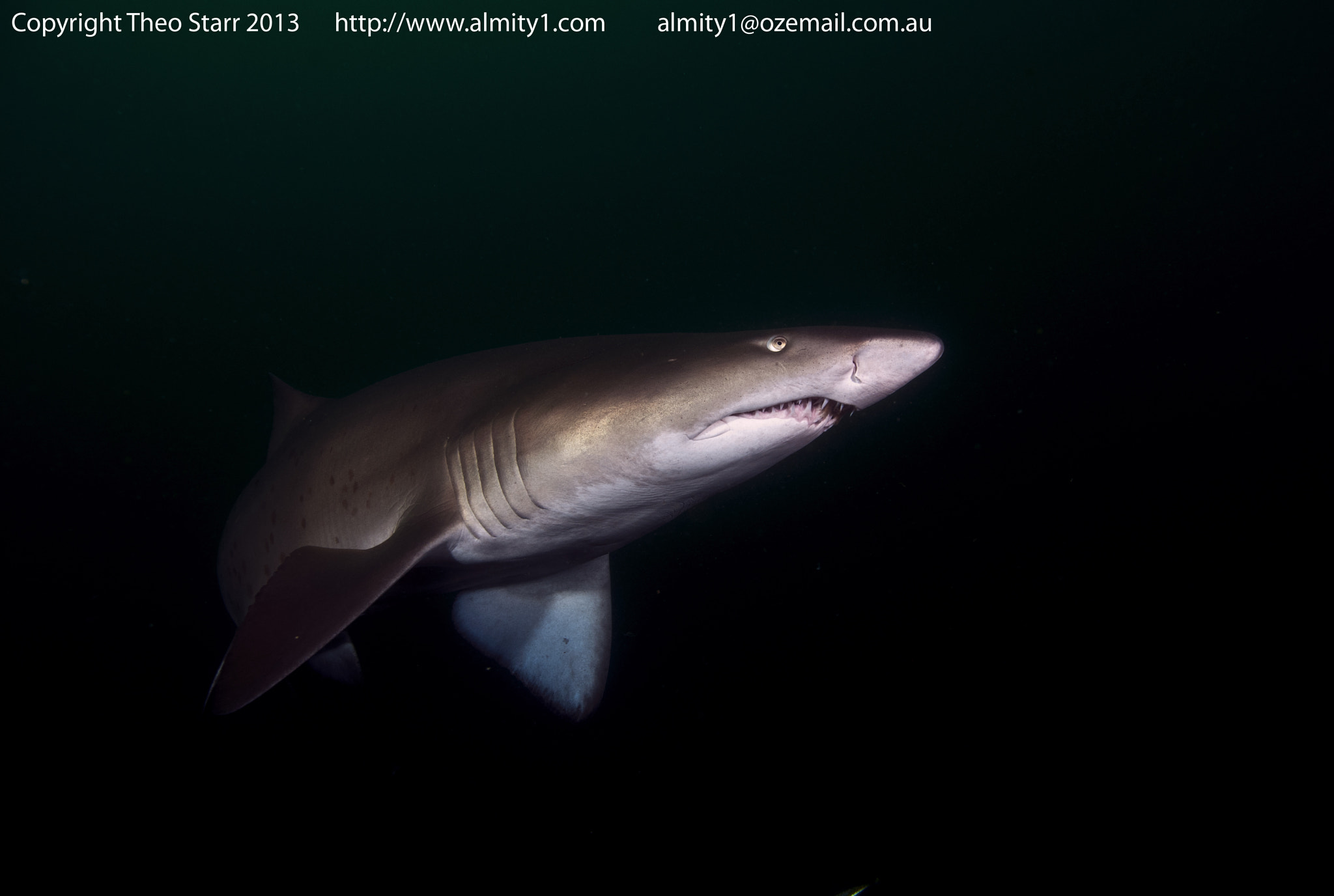 Sigma 17-70mm F2.8-4.5 DC Macro Asp. IF sample photo. Grey nurse shark, south west rocks, australia photography