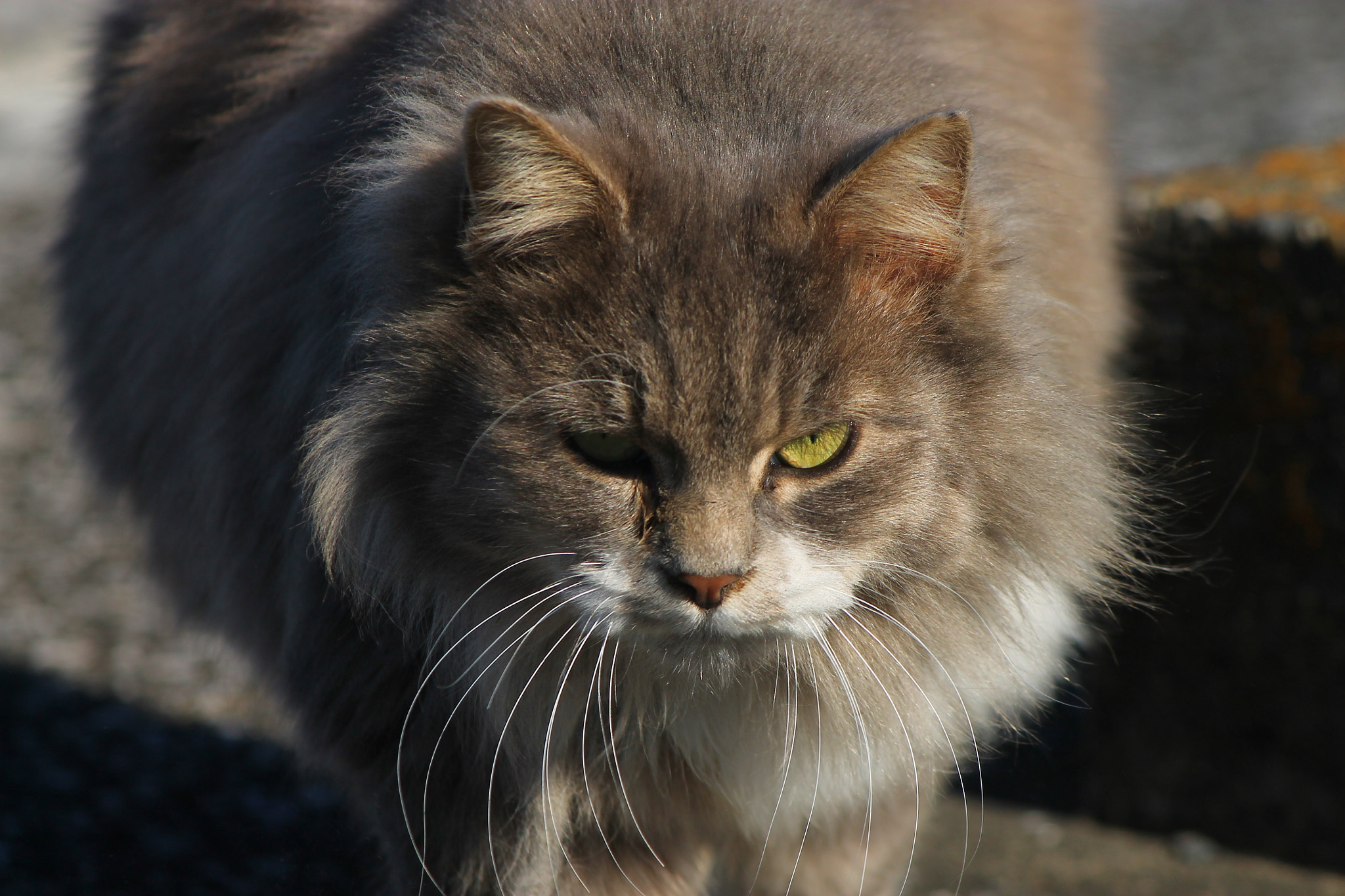 Canon EOS 1100D (EOS Rebel T3 / EOS Kiss X50) sample photo. Boss photography