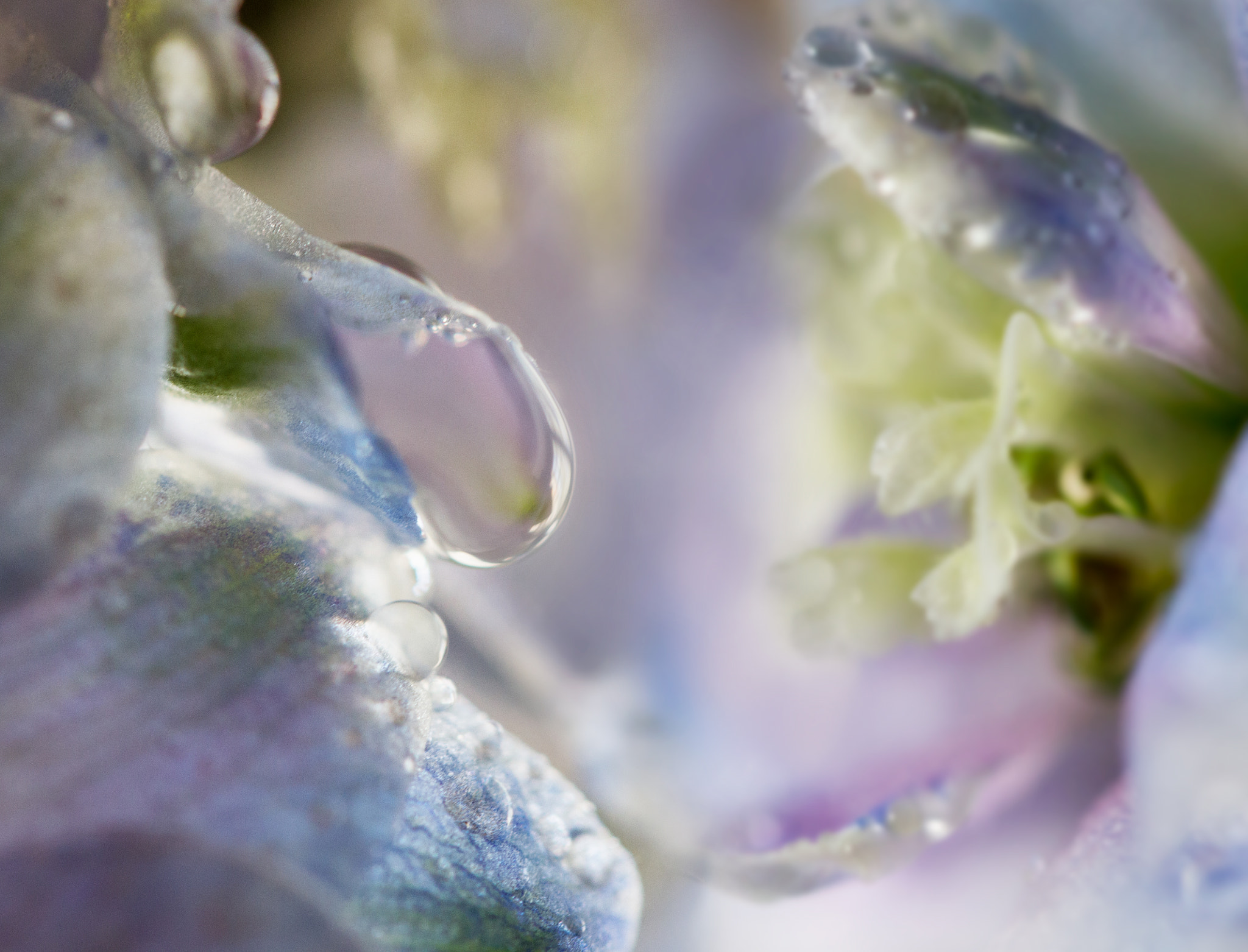 Canon EF 100mm F2.8L Macro IS USM sample photo. Delphinium dream photography