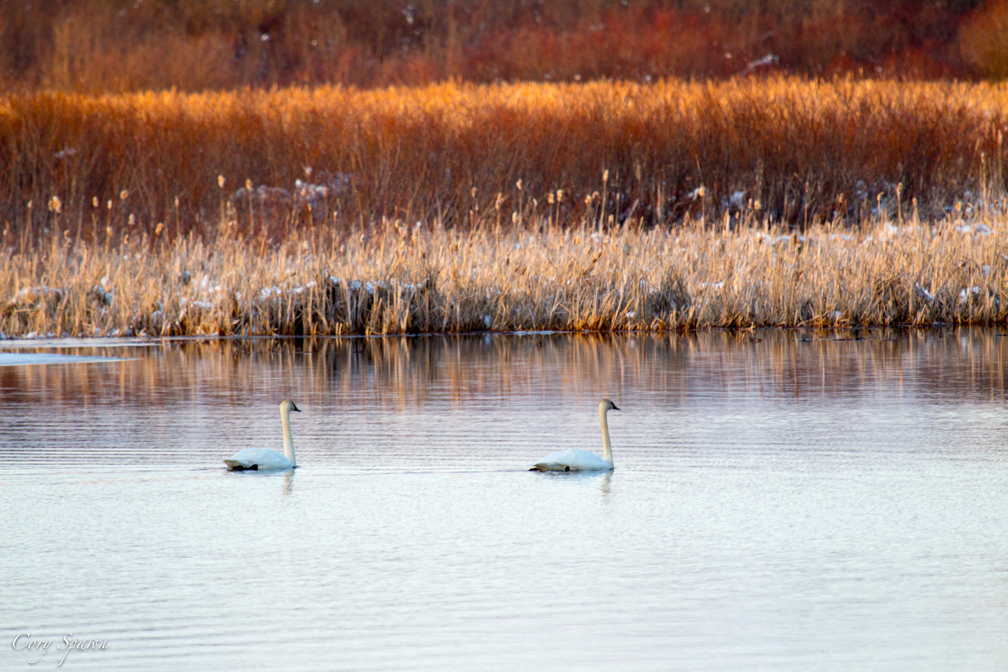 Canon EF 100-400mm F4.5-5.6L IS USM sample photo. Trumpeter swans photography