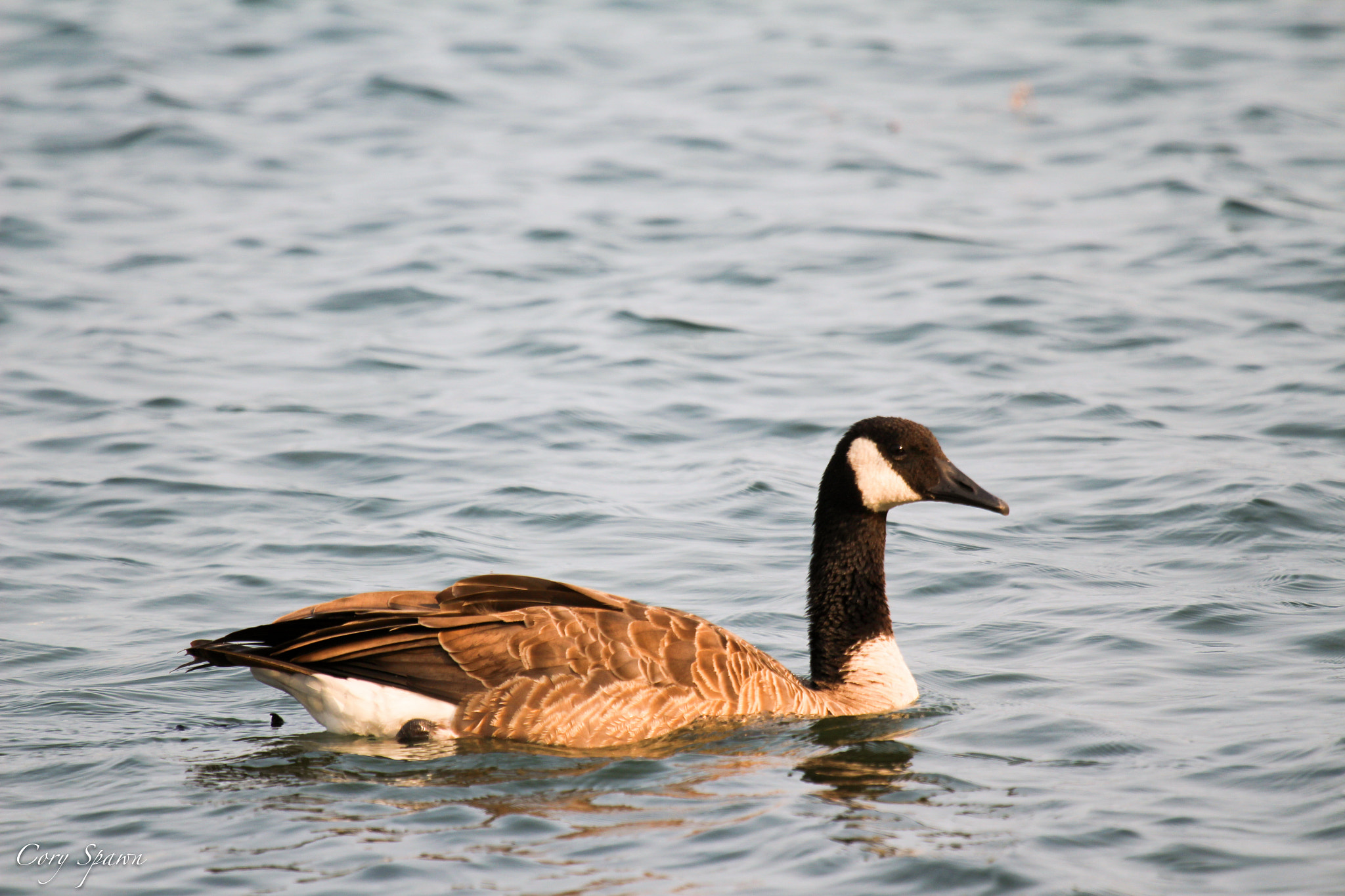 Canon EOS 700D (EOS Rebel T5i / EOS Kiss X7i) + Canon EF 100-400mm F4.5-5.6L IS USM sample photo. Bayfield goose photography