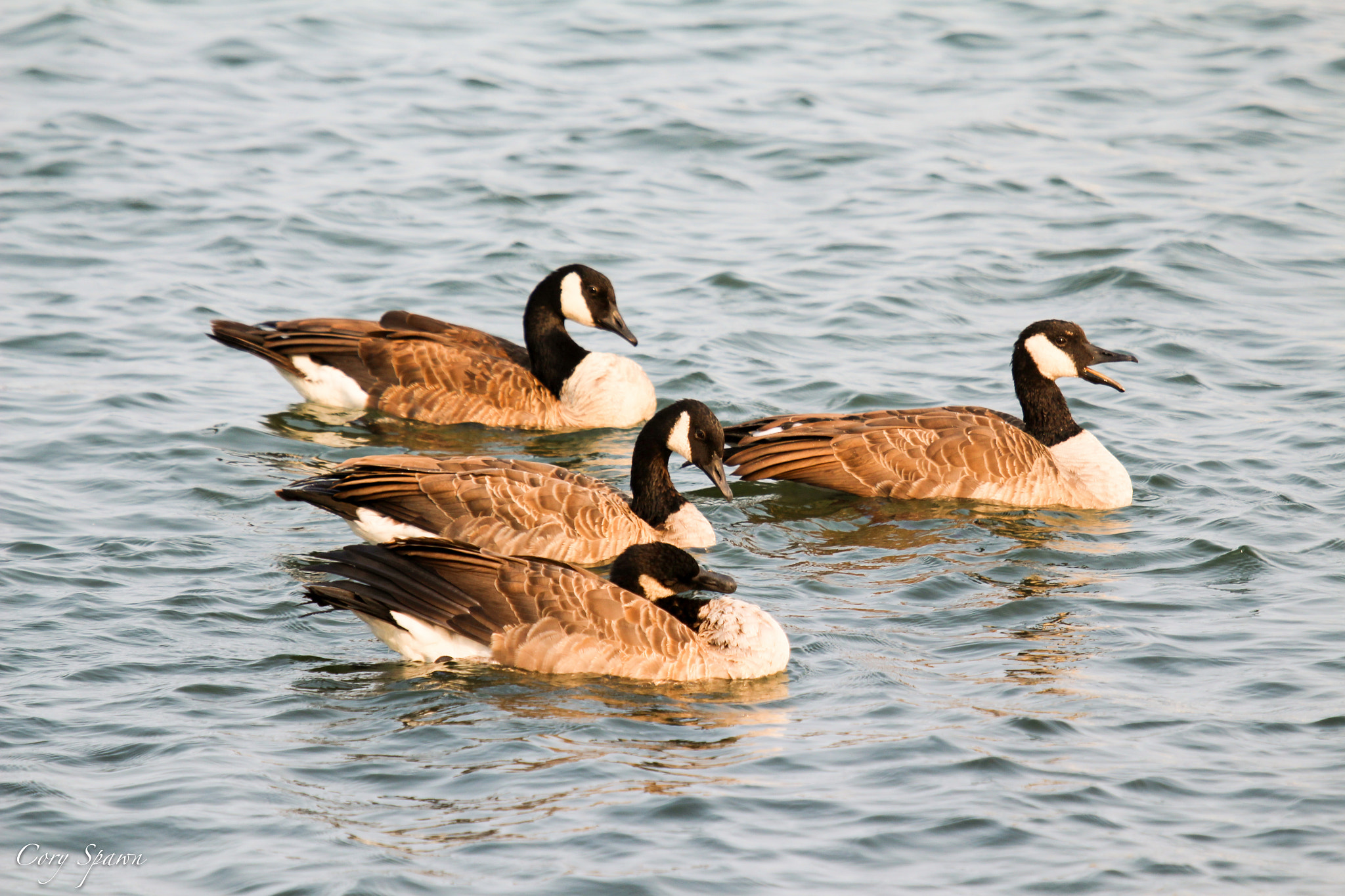 Canon EF 100-400mm F4.5-5.6L IS USM sample photo. Bayfield geese photography