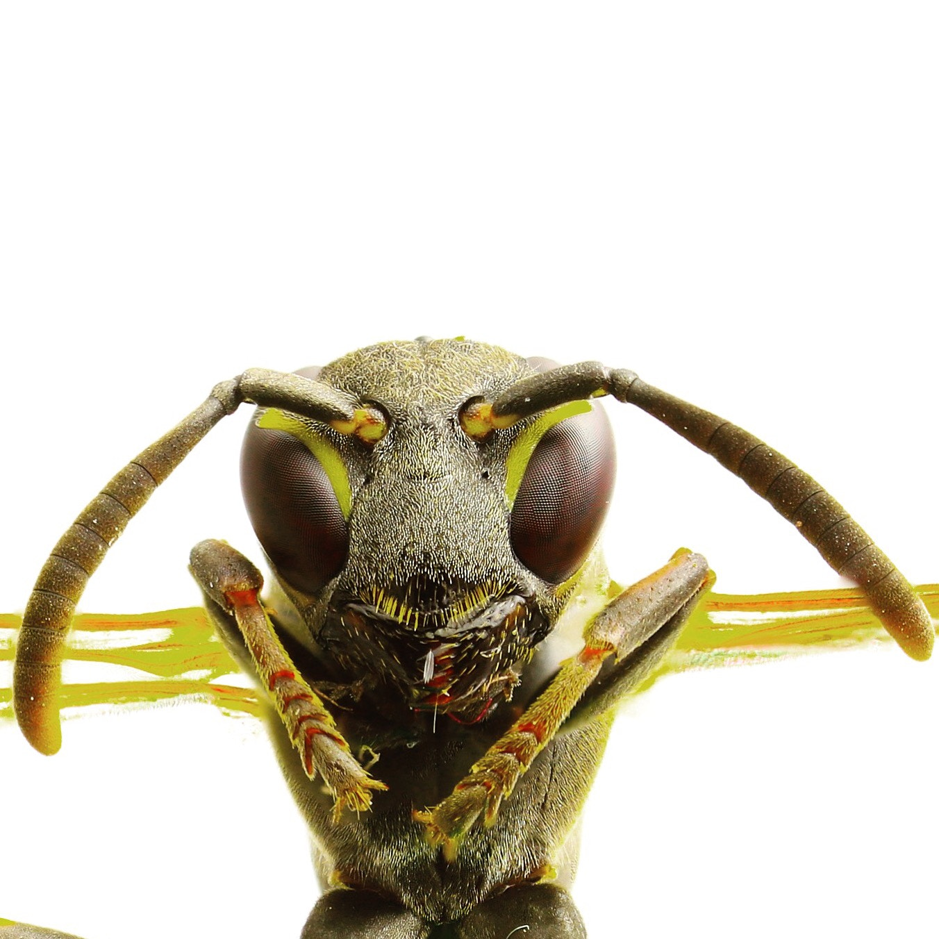 Canon MP-E 65mm F2.5 1-5x Macro Photo sample photo. Zoom avispa photography