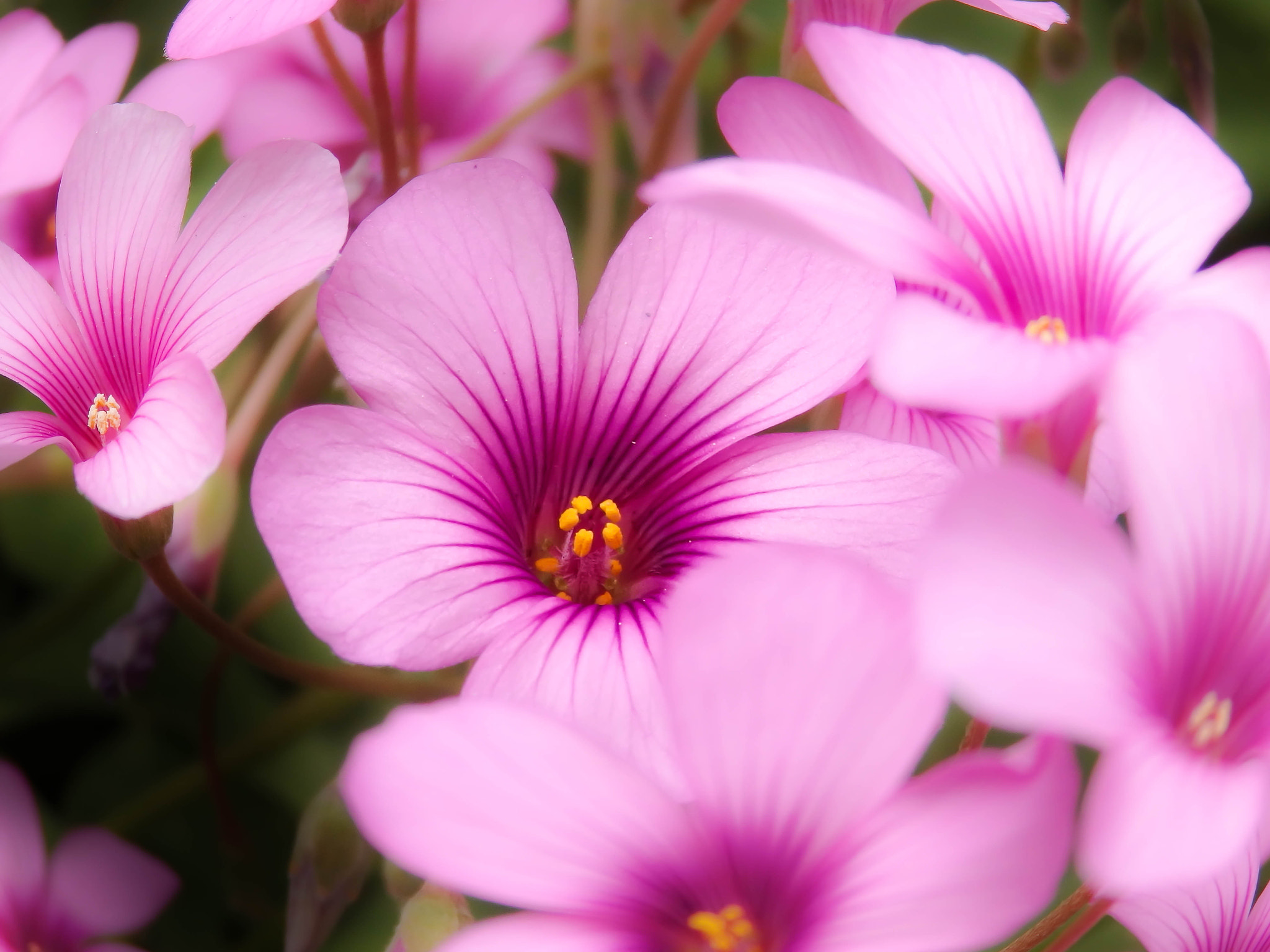Olympus SH-2 sample photo. Moss phlox photography