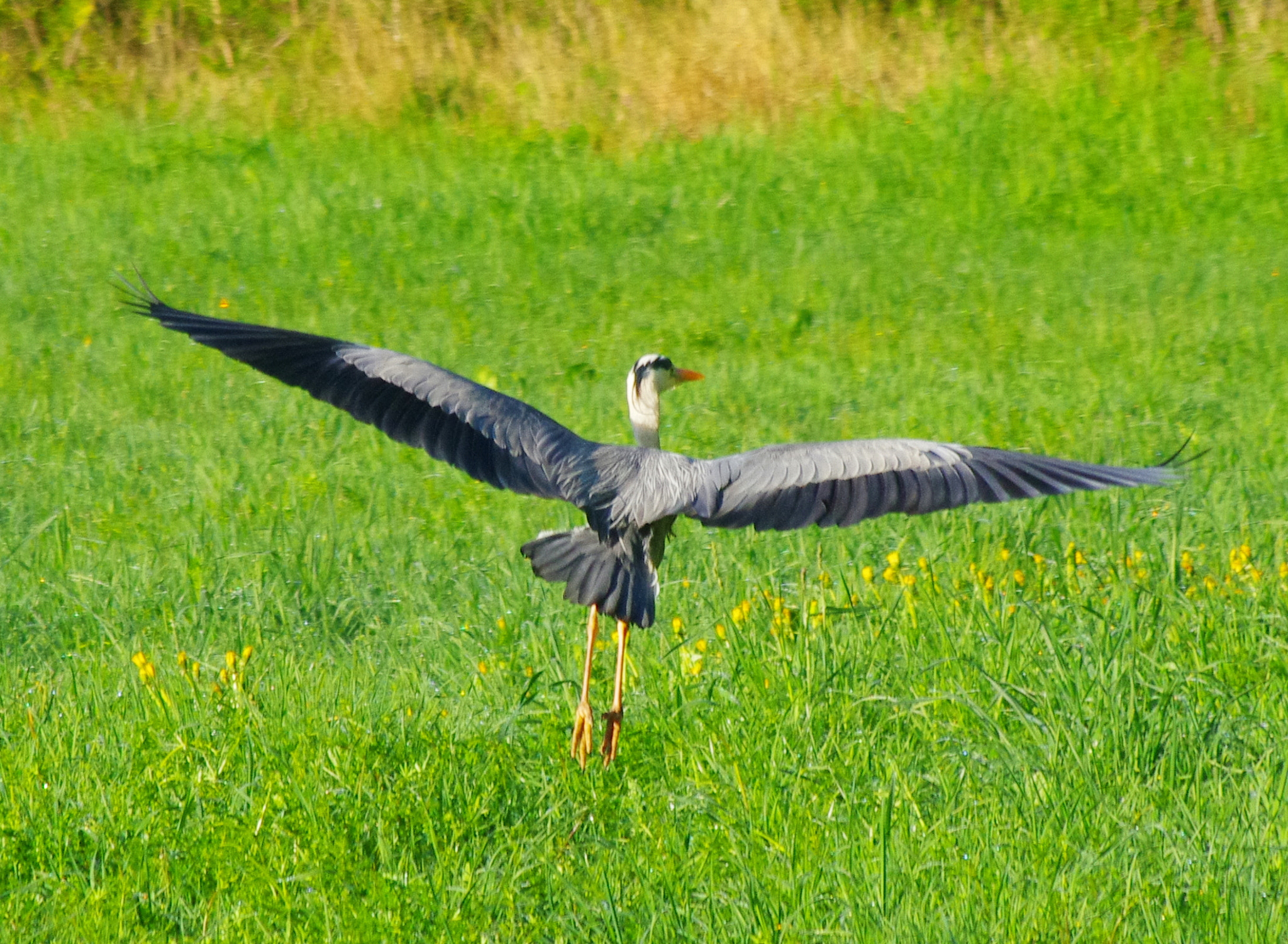 smc PENTAX-DA L 55-300mm F4-5.8 ED sample photo. Imposing wingspan of a grey heron photography