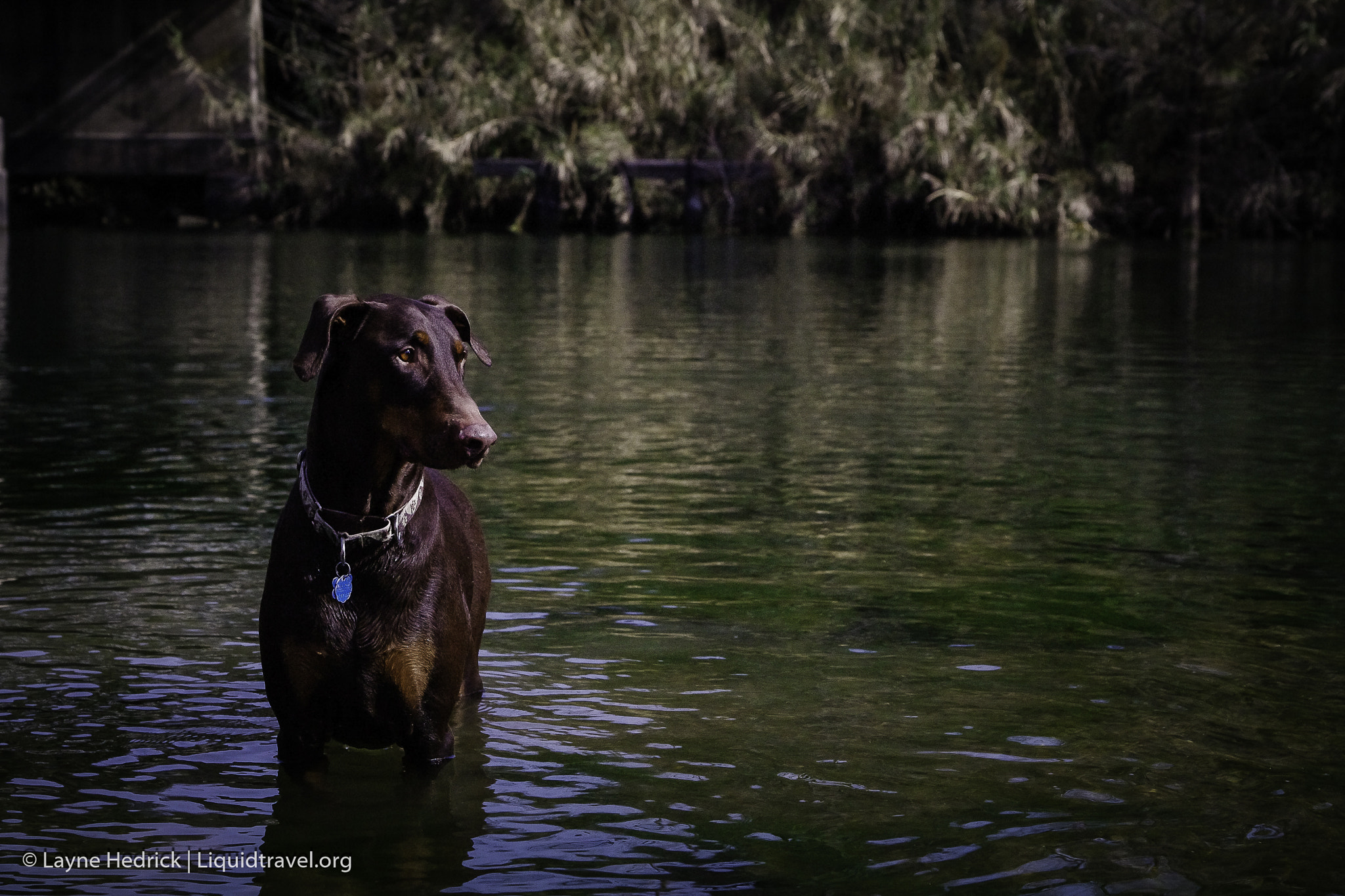 Tamron AF 28-75mm F2.8 XR Di LD Aspherical (IF) sample photo. Kodiak photography
