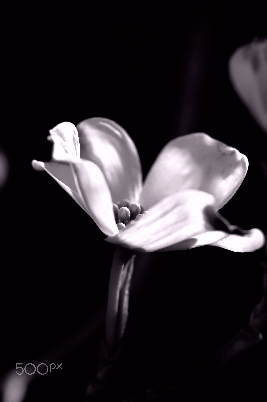 Canon EOS 760D (EOS Rebel T6s / EOS 8000D) sample photo. Blossom photography