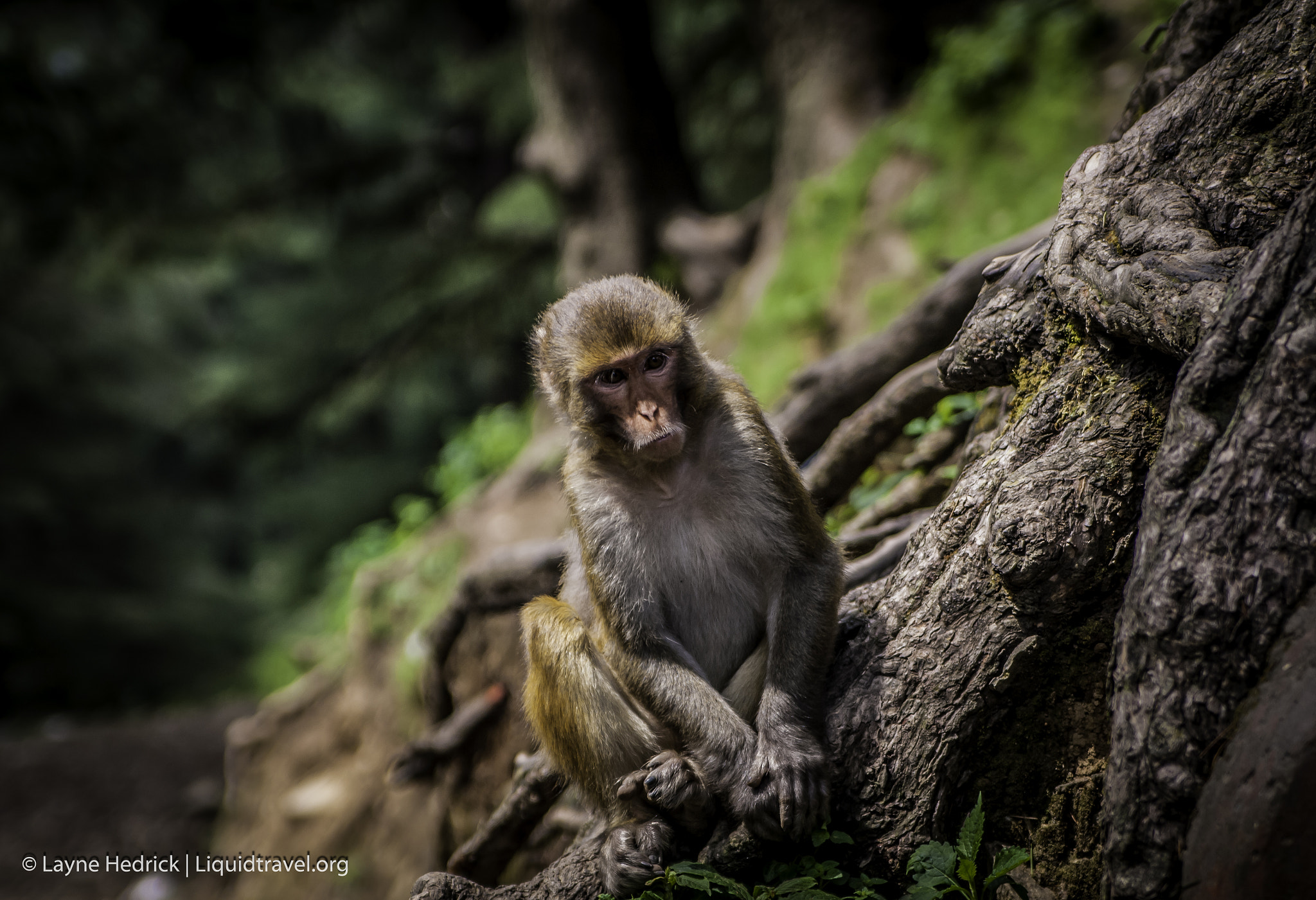 Tamron AF 28-75mm F2.8 XR Di LD Aspherical (IF) sample photo. Mean mugging photography