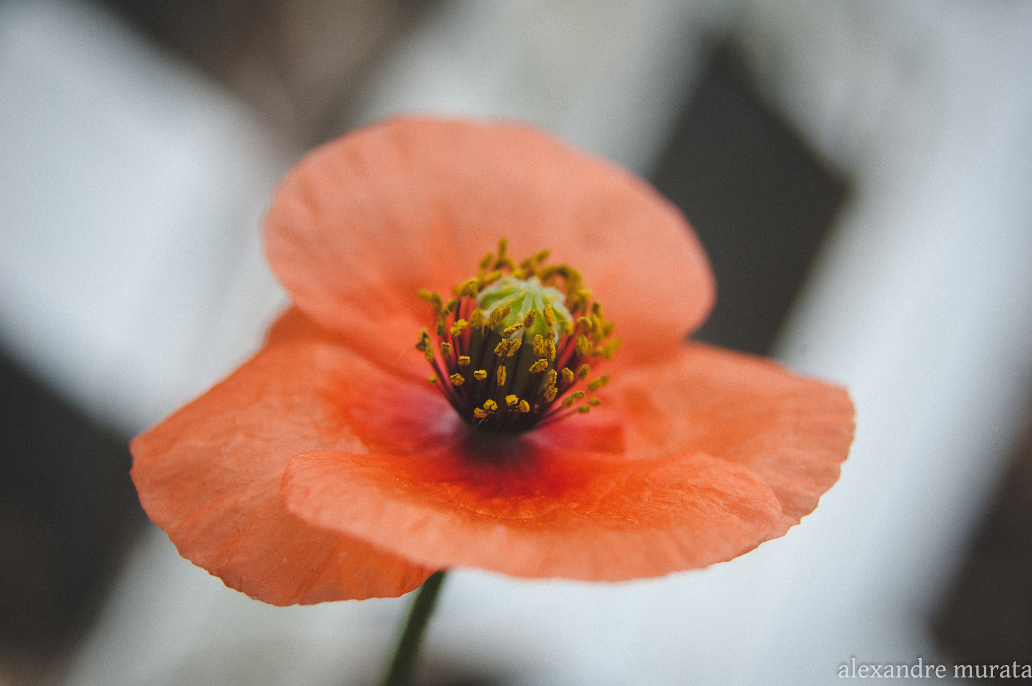 AF Zoom-Nikkor 28-80mm f/3.5-5.6D sample photo. Poppy photography