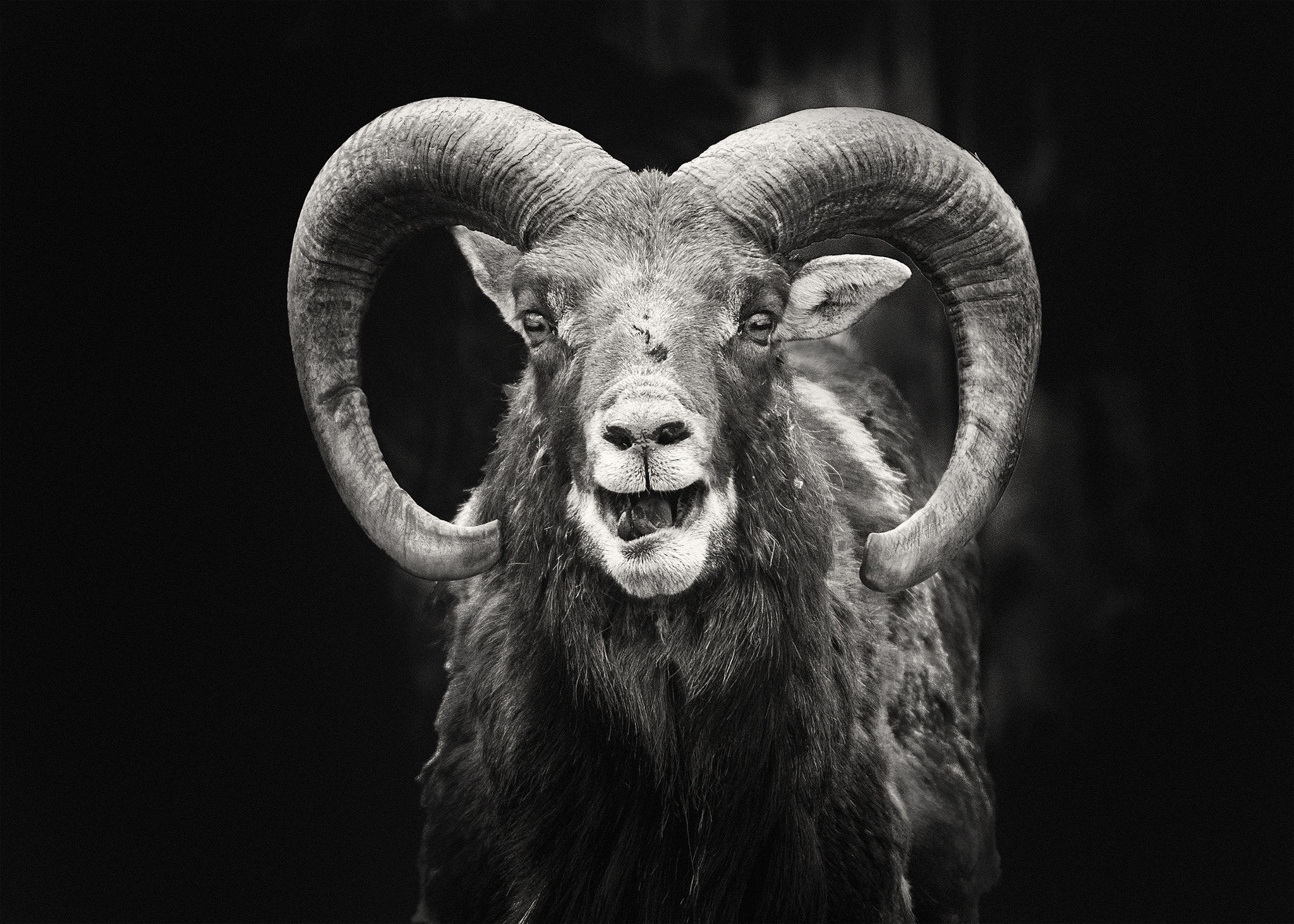 Nikon D90 + AF Nikkor 70-210mm f/4-5.6 sample photo. Cheerful goat photography