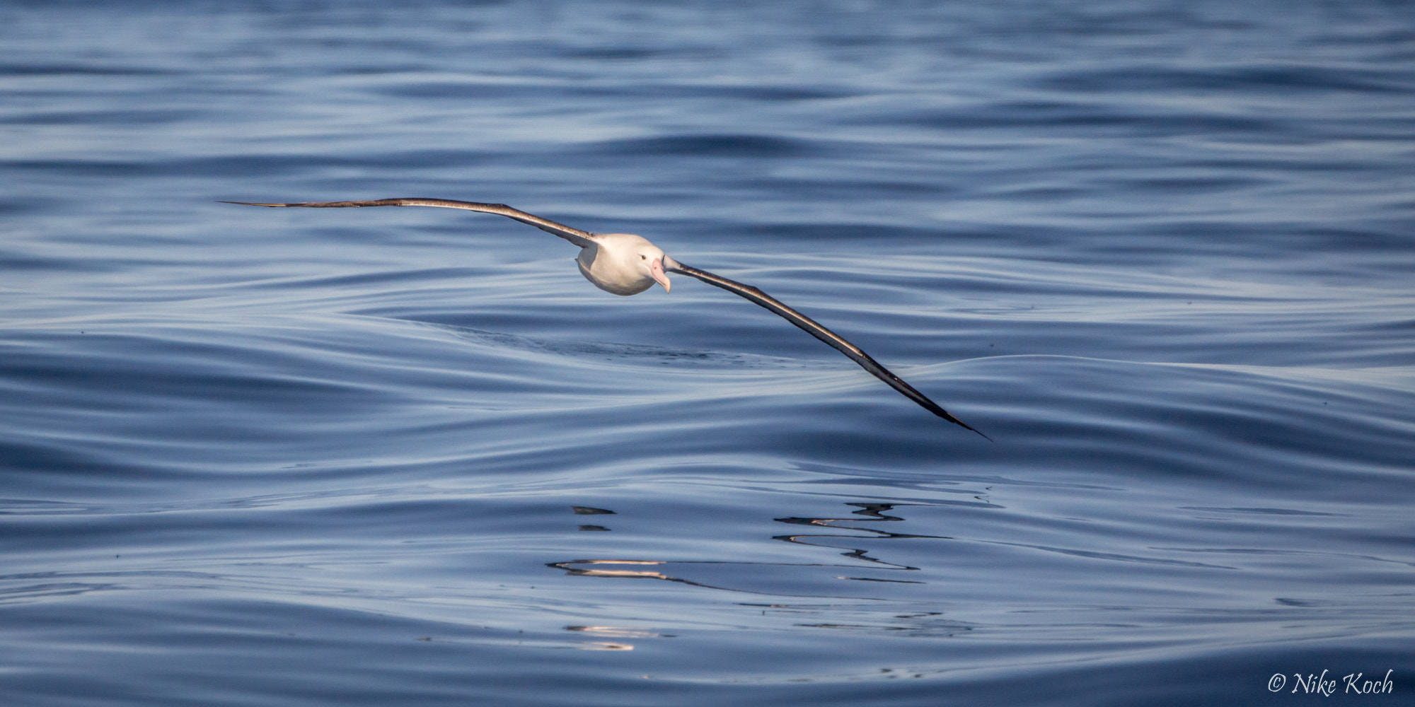 Sony 70-400mm F4-5.6 G SSM II sample photo. Simply albatross photography