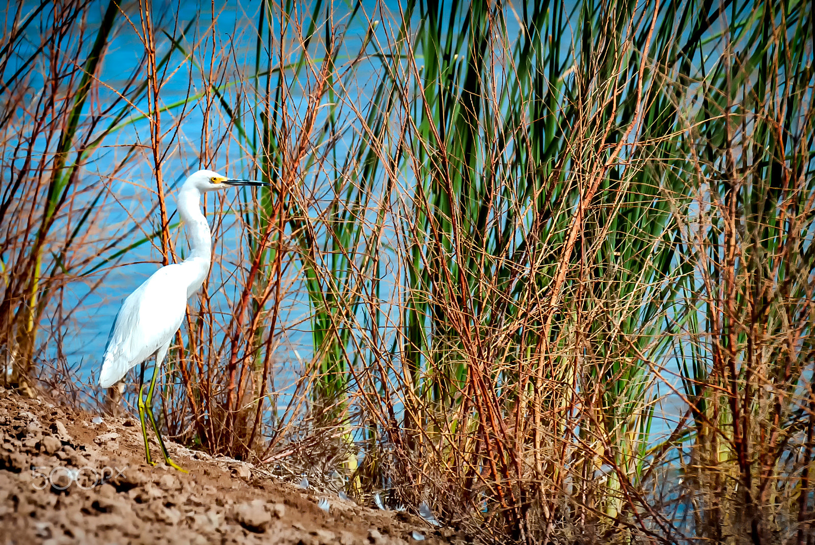 Nikon D60 sample photo. Shoreline egret photography