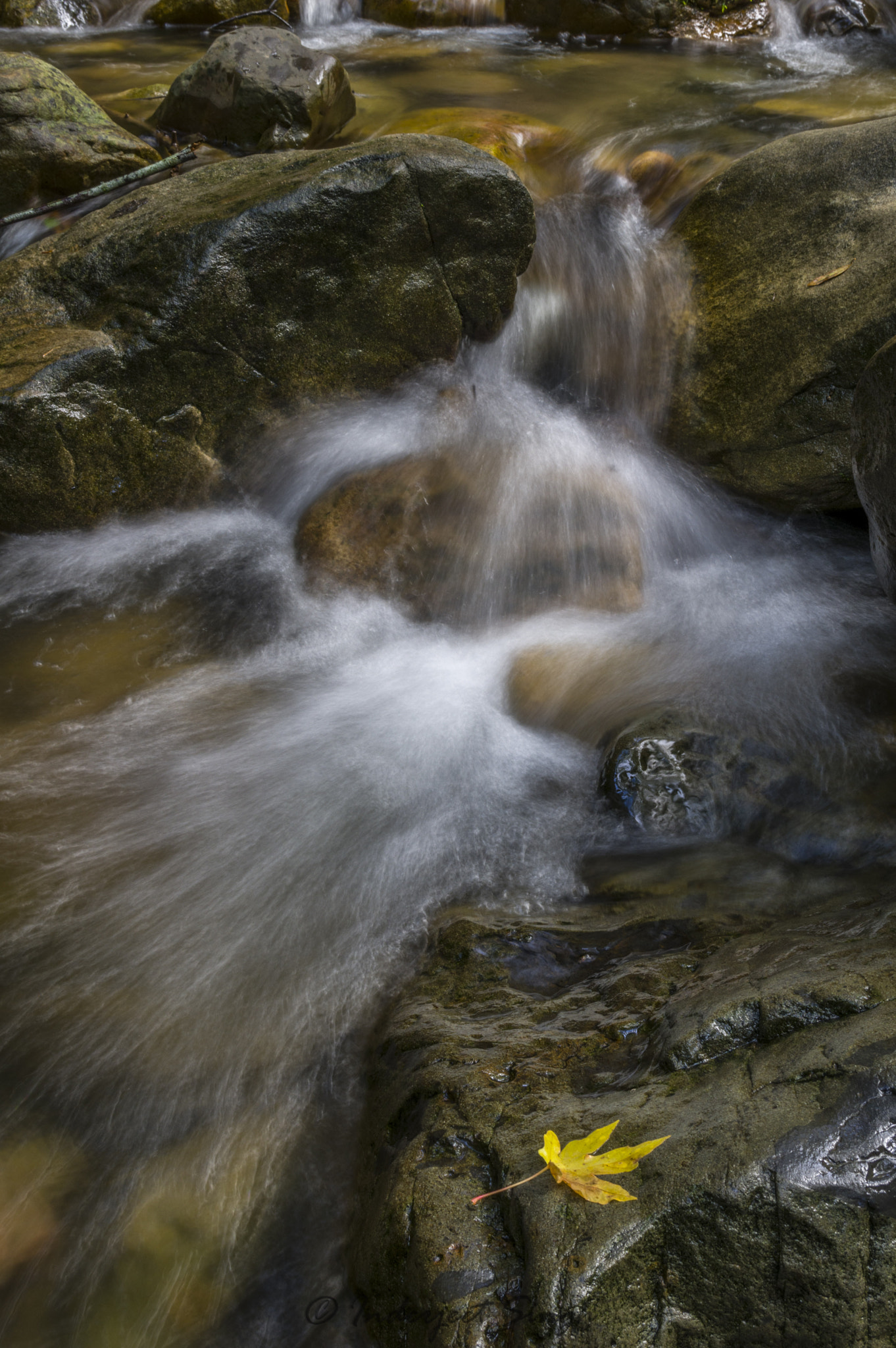 Pentax K-3 II sample photo. Leaf photography