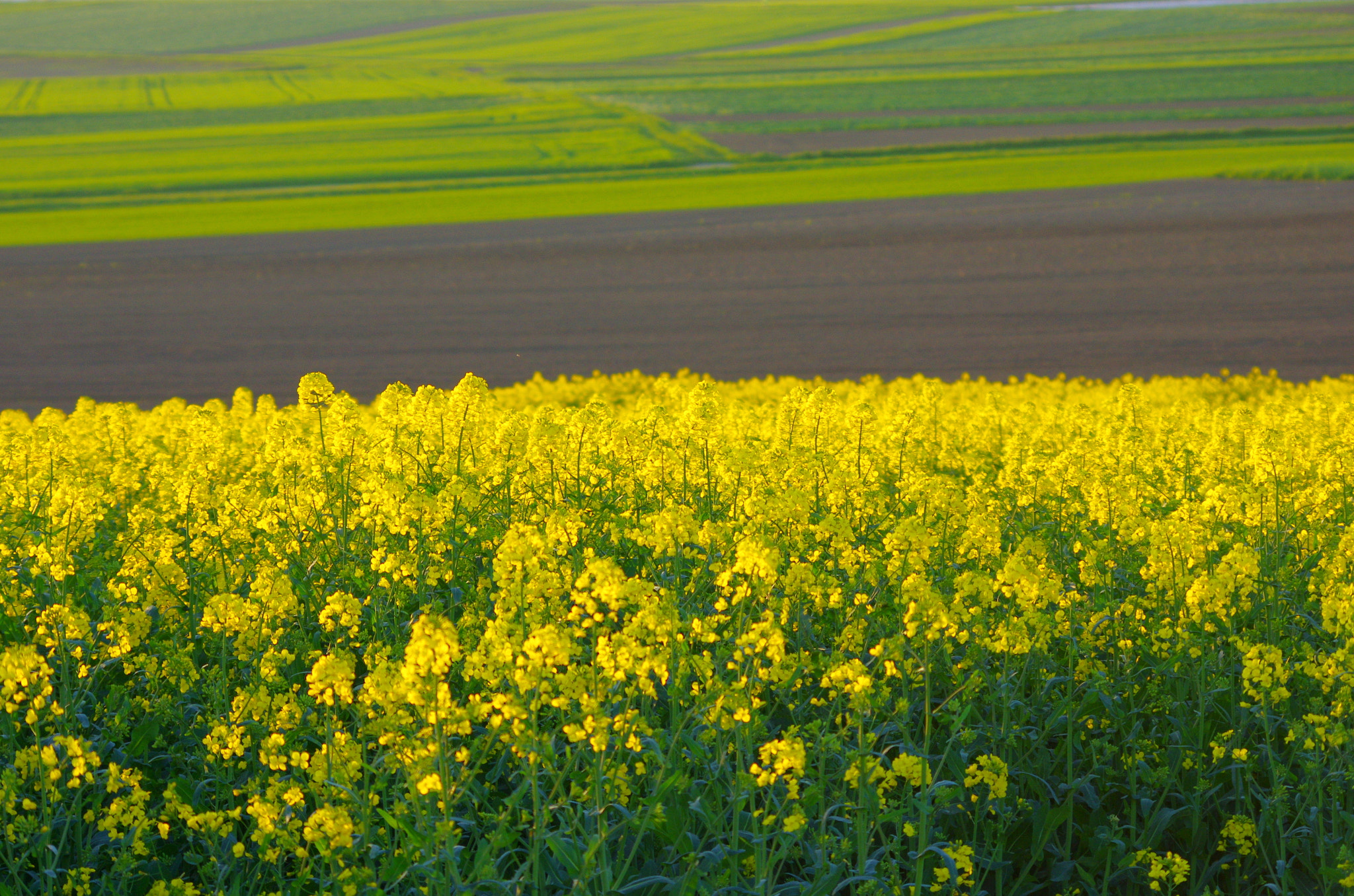 smc PENTAX-DA L 55-300mm F4-5.8 ED sample photo. Fields in the last evening sun photography