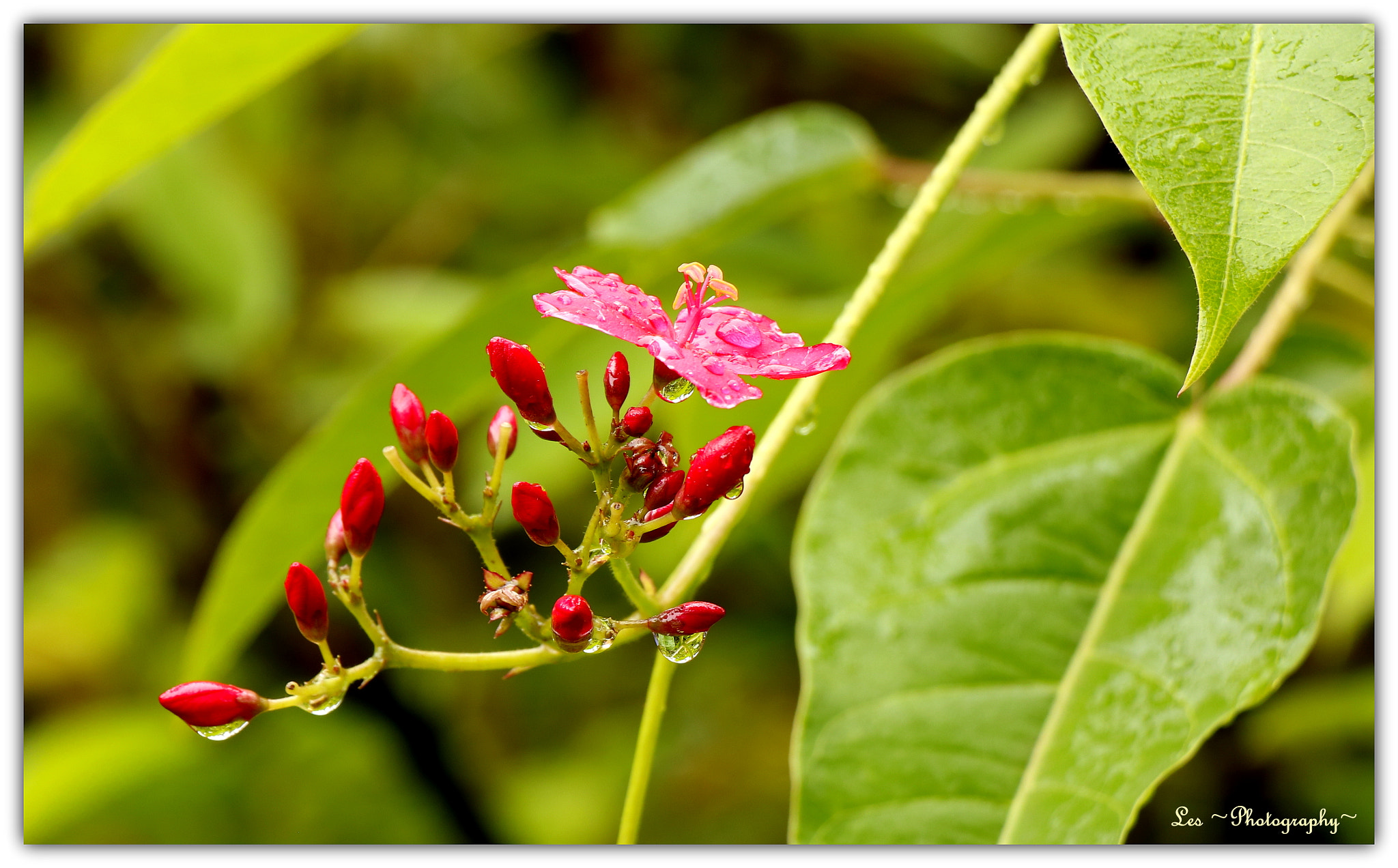 Canon EF-S 18-135mm F3.5-5.6 IS STM sample photo. After the rain... oleander photography