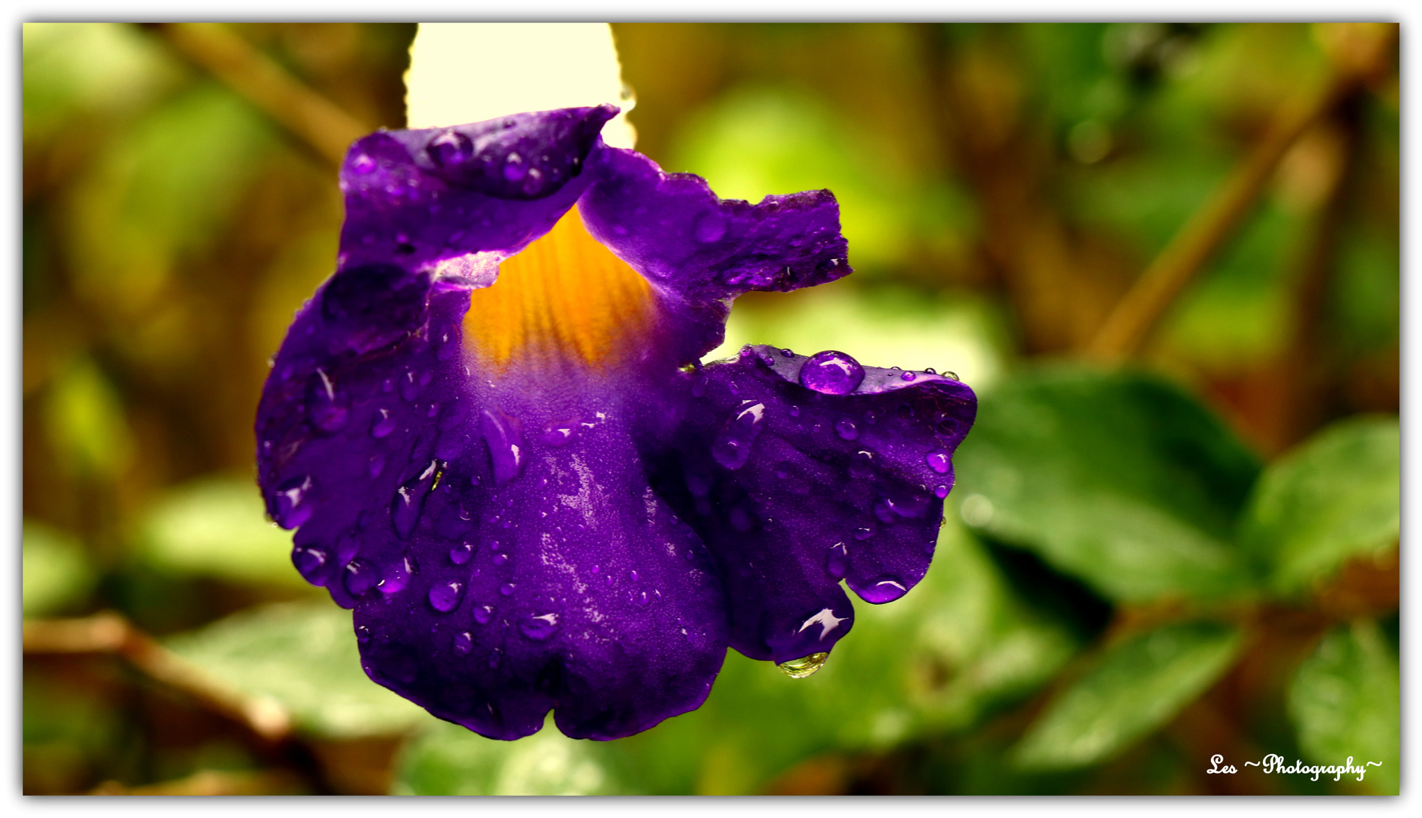 Canon EF-S 18-135mm F3.5-5.6 IS STM sample photo. After the rain... photography