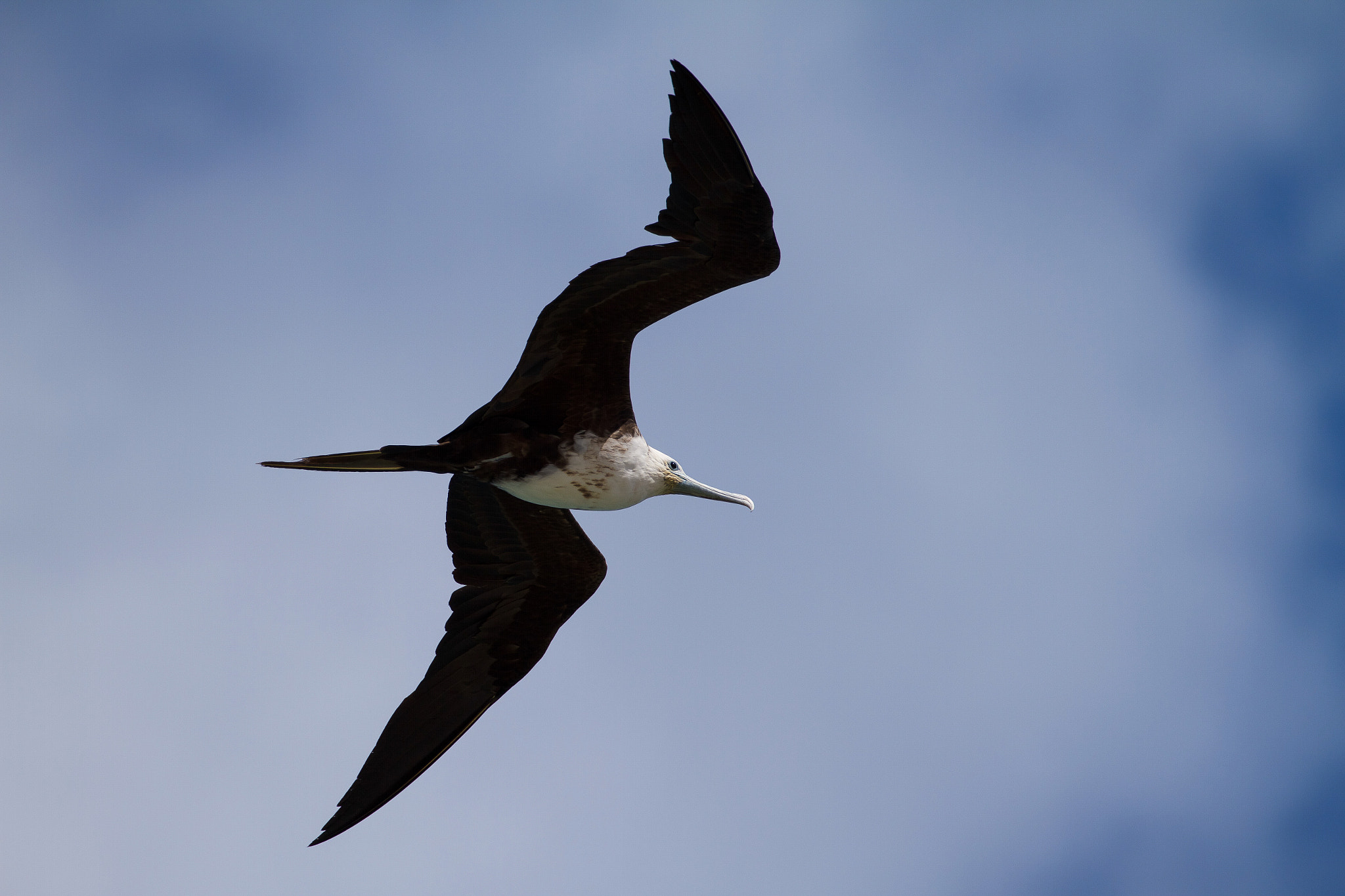 Canon EF 100-400mm F4.5-5.6L IS II USM sample photo. In flight photography