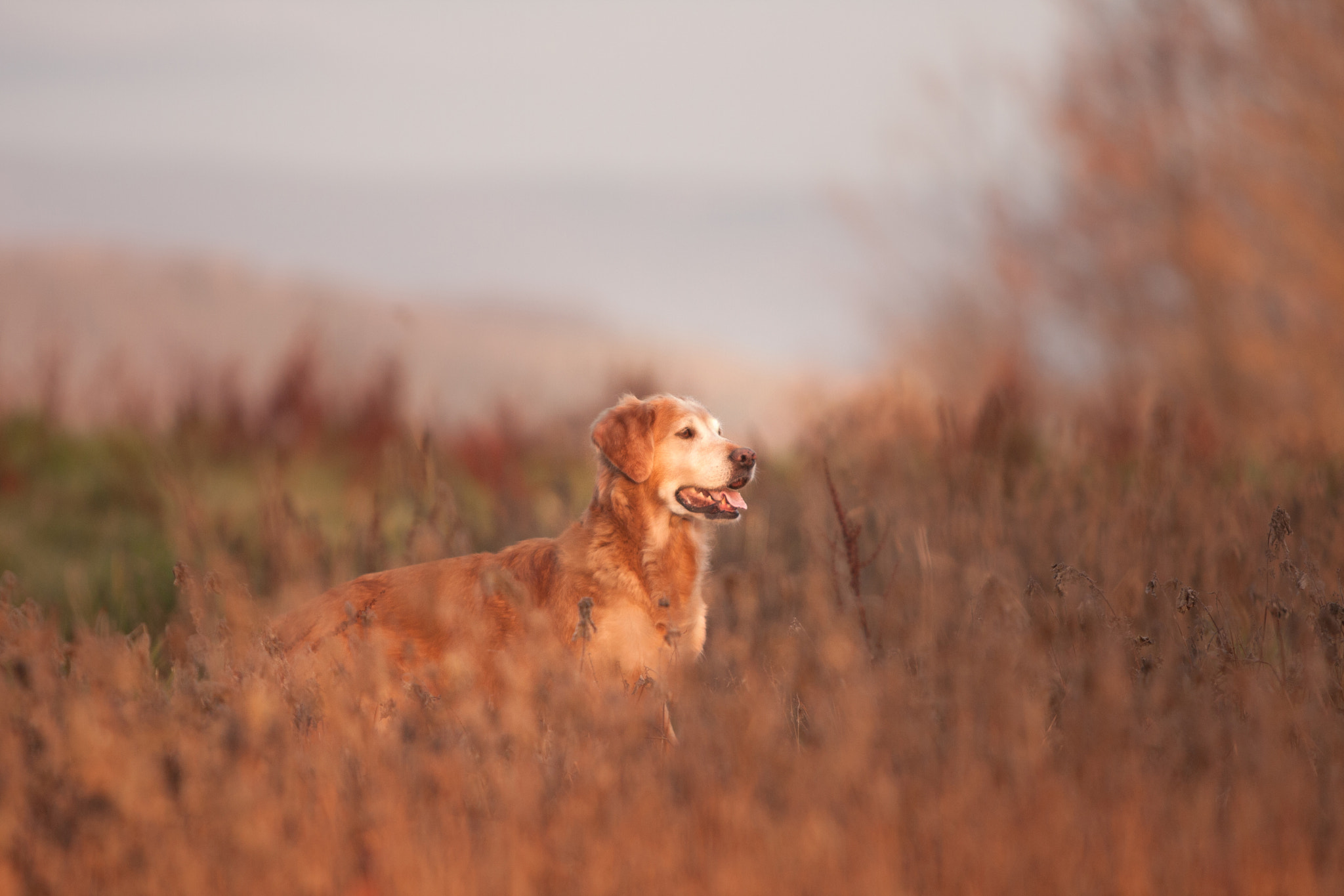 Canon EF 70-200mm F2.8L IS USM sample photo. Beginning of the day photography