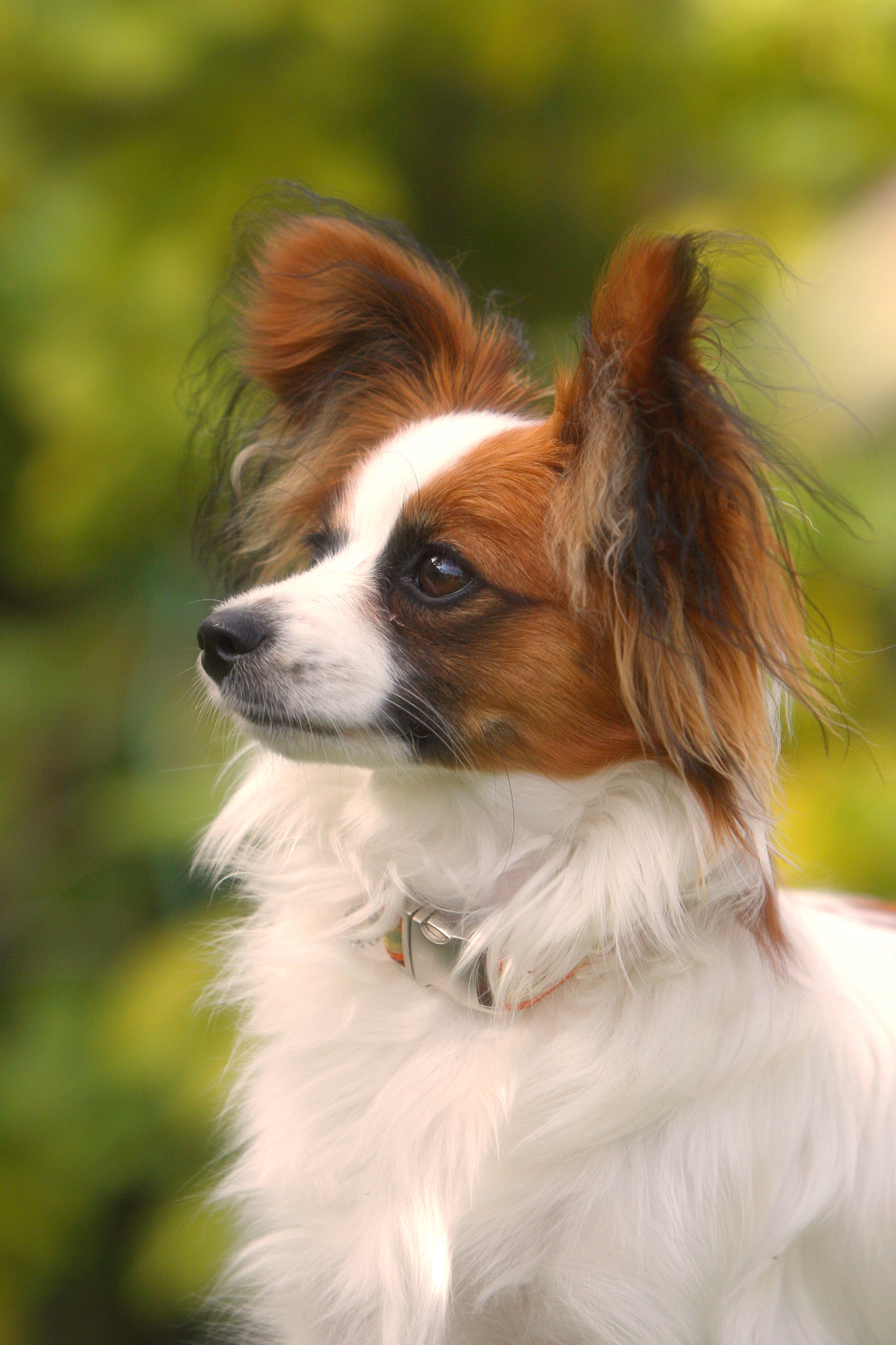 Canon EF 70-200mm F2.8L IS USM sample photo. Câline photography