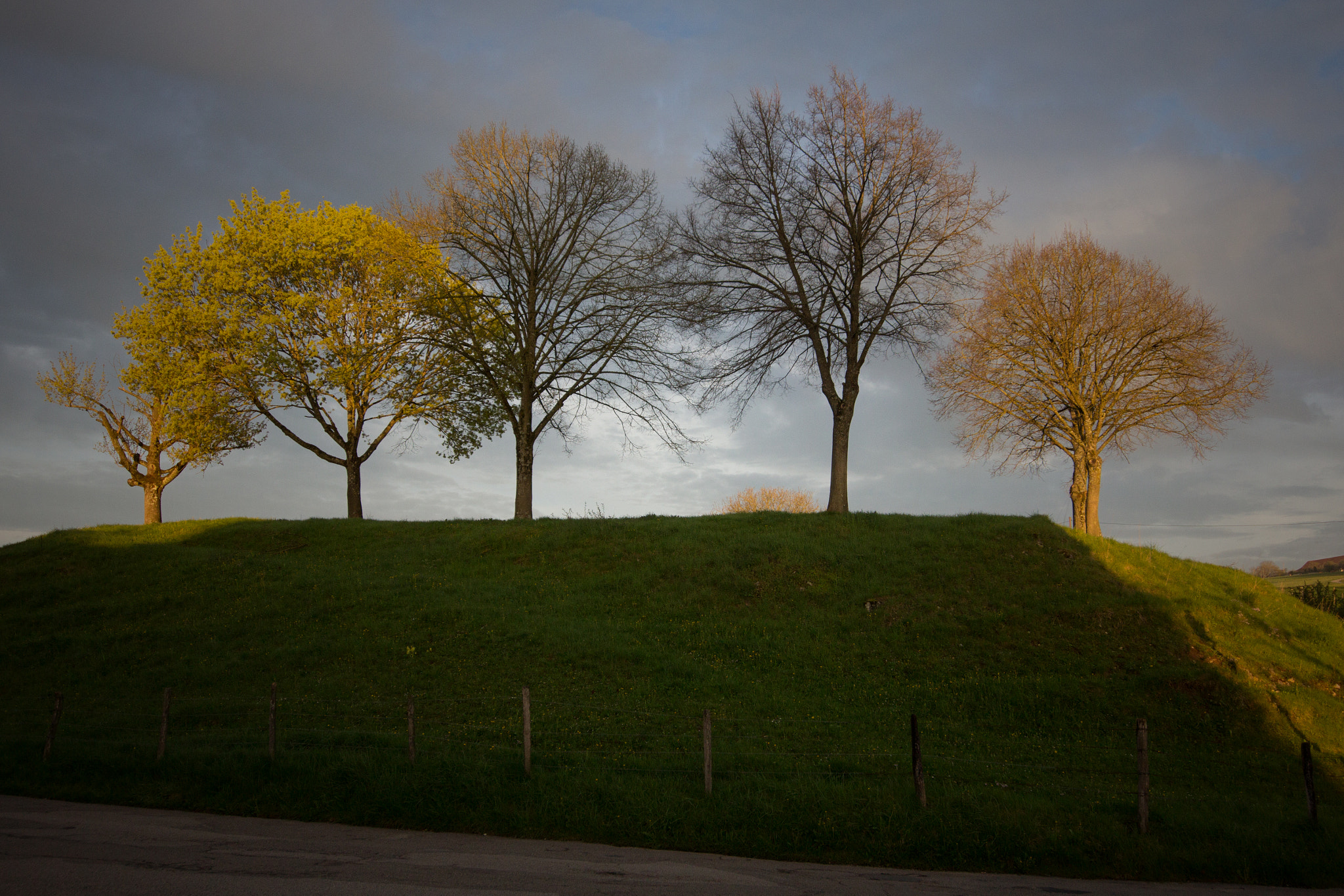 Sigma 12-24mm F4.5-5.6 II DG HSM sample photo. Cinq arbres photography
